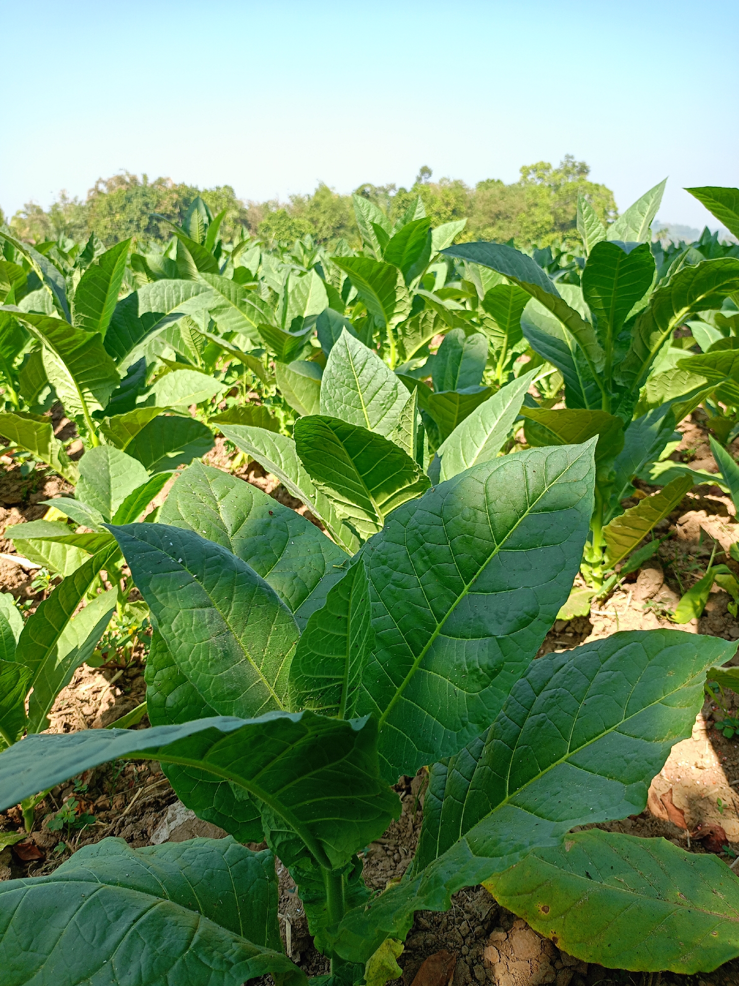 A low-angle, eye-level shot captures a tobacco field under a clear blue sky. The foreground is dominated by the large, green leaves of tobacco plants, some of which are slightly wilted or have dried spots. The plants are densely packed, with the leaves overlapping and creating a lush, green canopy. The soil beneath the plants is visible, appearing dry and dusty. In the background, more rows of tobacco plants stretch towards a line of trees that form a distant, blurred horizon. The overall impression is one of a agricultural landscape, likely in the rural area of Panduman, Indonesia, bathed in natural sunlight. There are no people or animals visible in the scene.