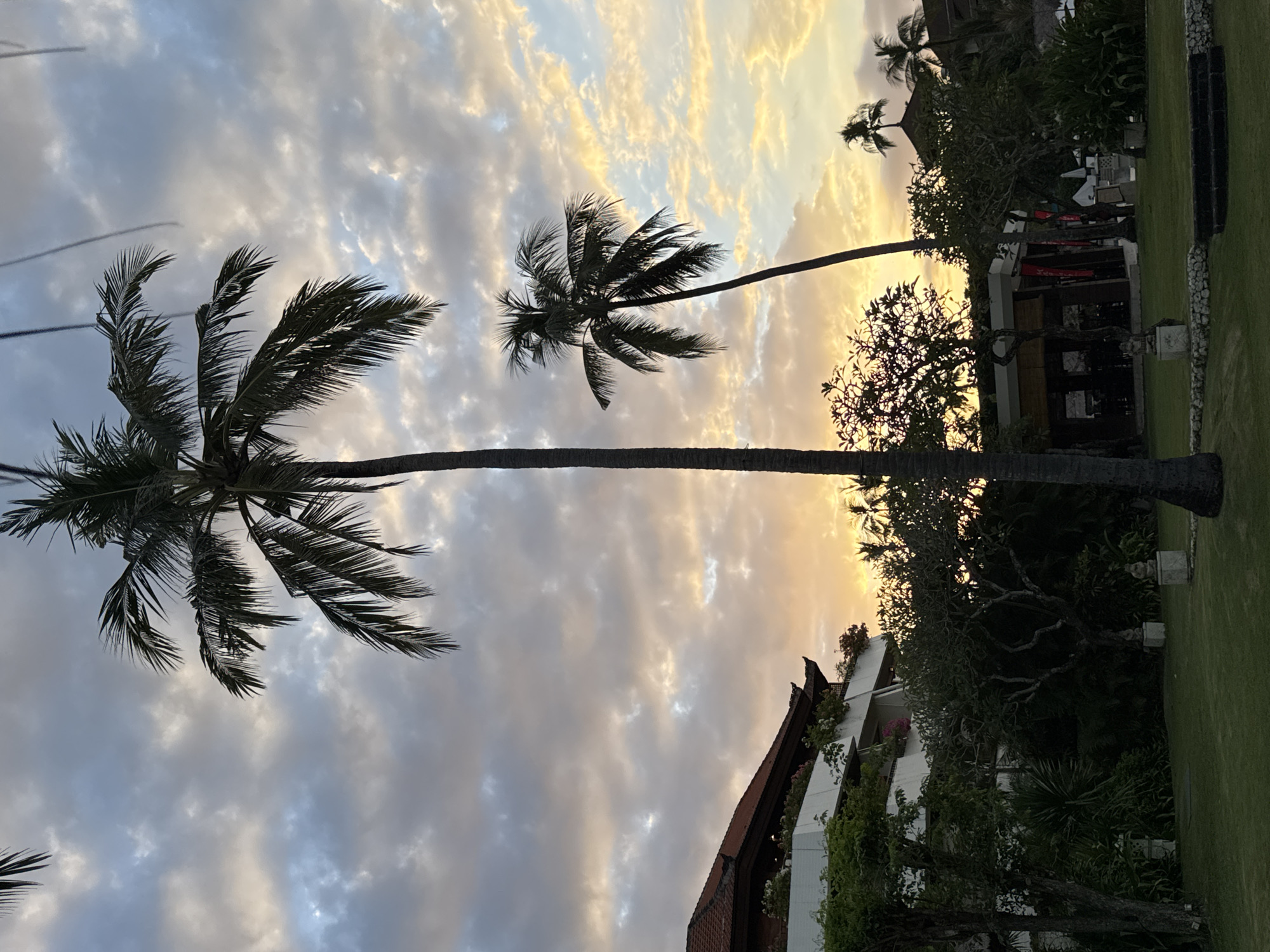 The image shows a landscape with palm trees silhouetted against a sky with a mix of blue and golden hues, possibly during sunset or sunrise. The trees are tall with full fronds. In the background, there are buildings or structures partly obscured by greenery. The scene appears to be in a tropical location.