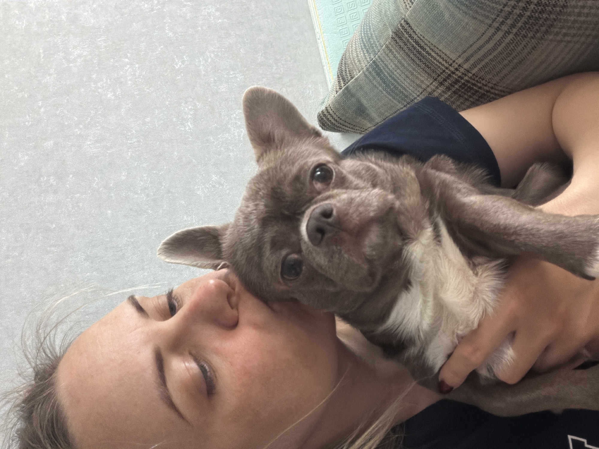 A woman is holding a gray and white Chihuahua dog close to her face, possibly in a hug or kiss. The woman has her eyes closed and fair skin. She appears to be wearing a navy blue top. The dog is looking towards the camera with its ears perked up. In the background, there's a light gray wall and a patterned pillow. There is no evidence in the image to indicate this scene is in Votkinsk, Russia.