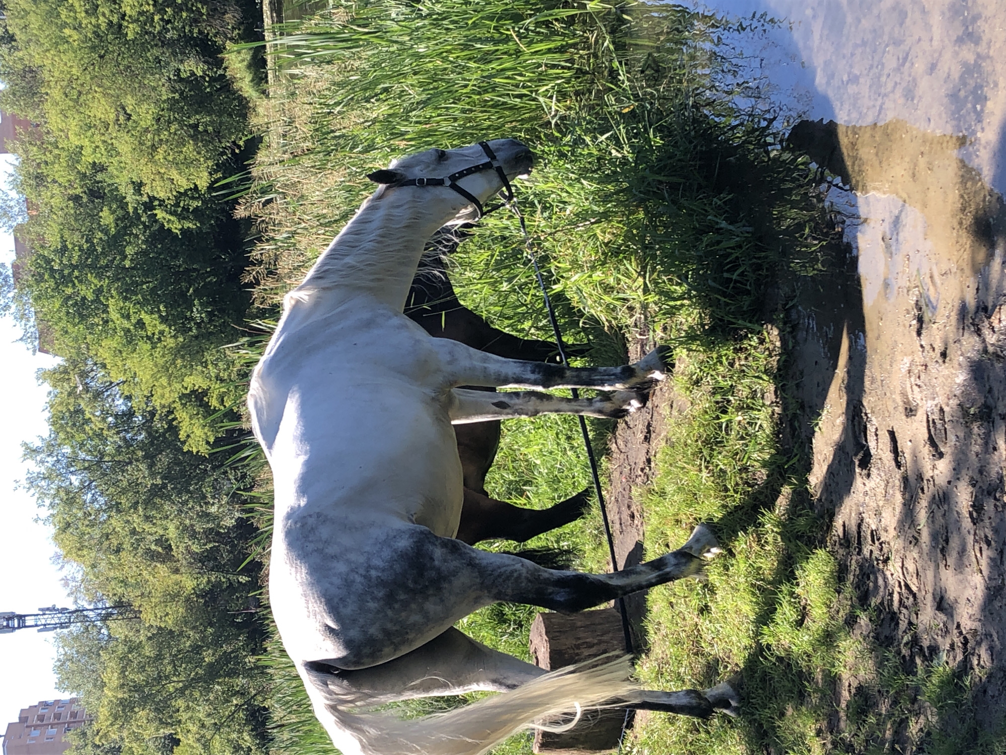 In Moscow, Russia, a white horse with a grey dappled coat stands on a grassy bank beside a body of water, its head lowered to drink. The horse is wearing a black bridle. Behind it, a darker horse is partially visible. The background features lush green trees and a tall cell tower. The ground is a mixture of grass and mud, with a weathered wooden stump near the white horse's hindquarters. The water reflects the surrounding greenery and sky. The lighting suggests it is daytime, likely a sunny afternoon, casting shadows on the ground.