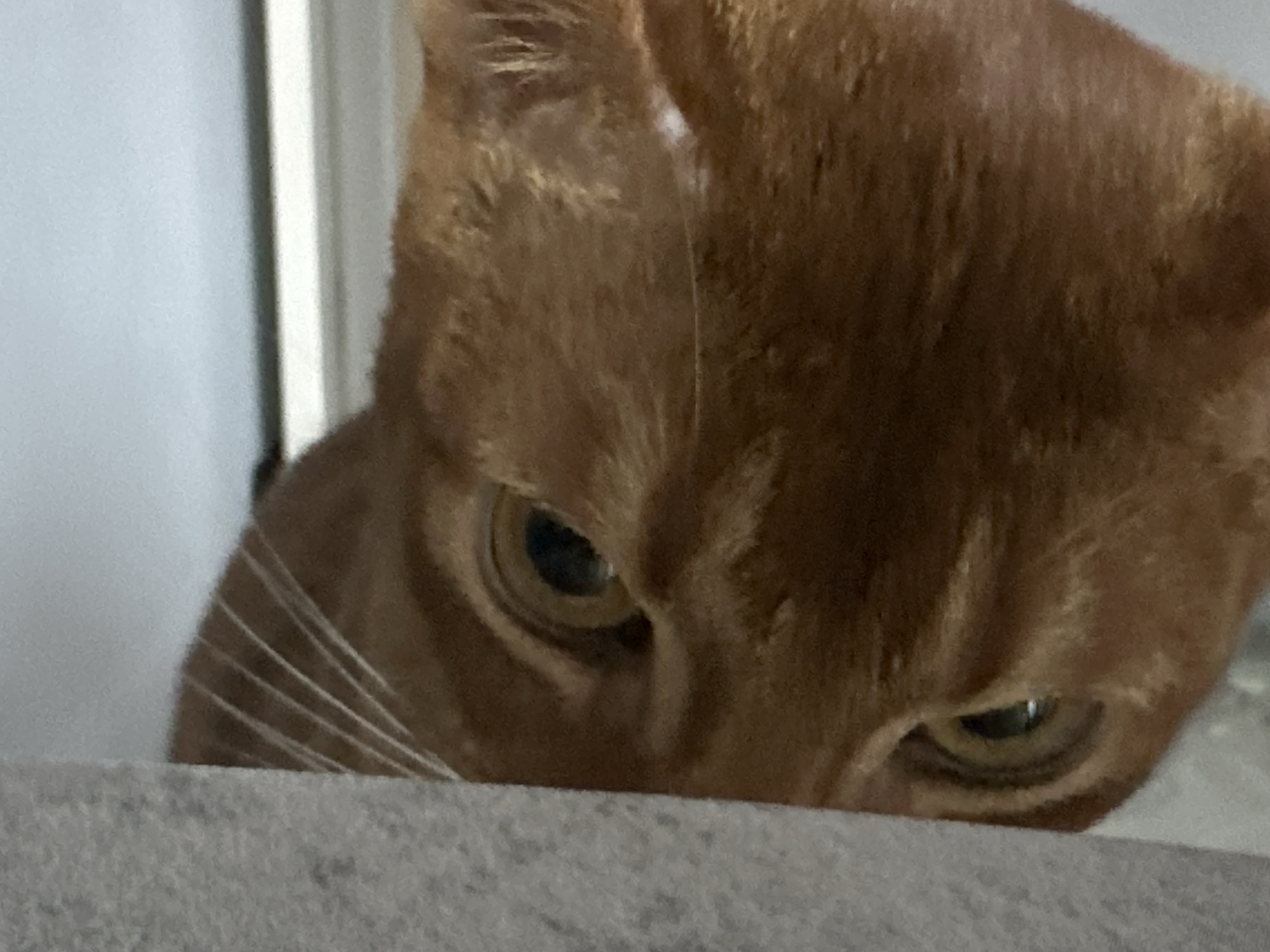 The image shows a close-up of a ginger cat peeking over a gray surface. The cat's eyes are focused, and its whiskers are visible. The background includes a white wall or surface. The location is not discernible from the image.
