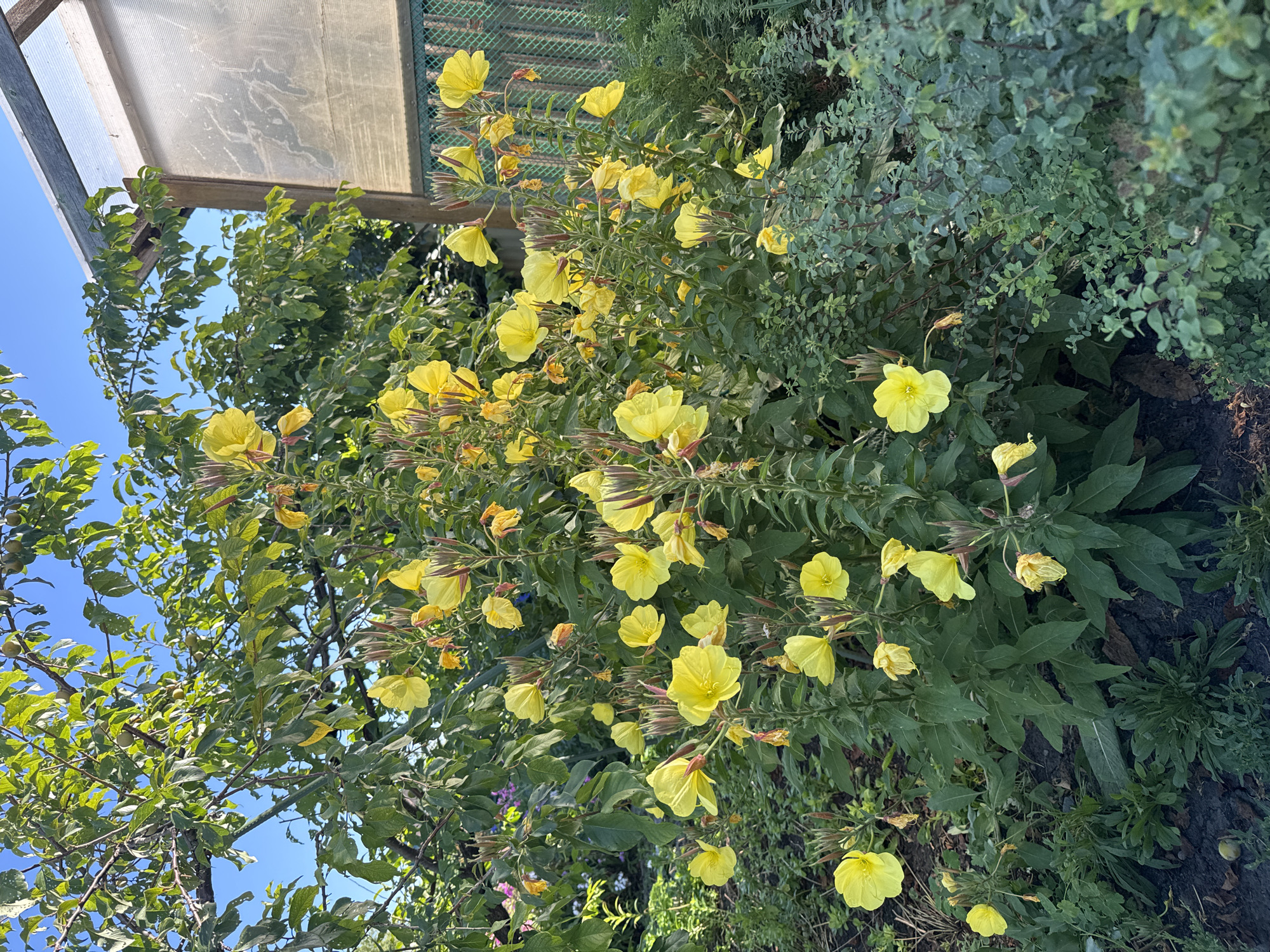 The image shows a close-up view of a garden in the city of Golyushmanovo, Russia. The focus is on a bush with numerous bright yellow flowers, likely evening primroses, in full bloom. These flowers are clustered on tall, green stems, some with developing buds and dried remnants of past blooms. The surrounding vegetation includes a variety of green plants and leaves, with some darker green, bushy plants in the foreground and to the right. In the background, the branches of a larger tree with green leaves are visible against a clear blue sky. A wooden structure with a translucent panel, possibly a small greenhouse or cold frame, is partially visible on the right side of the image. The ground appears to be dark soil, with some fallen leaves and a stray green fruit visible at the bottom left. The scene depicts a vibrant and flourishing garden environment, bathed in natural light, suggesting it was taken on a clear day.
