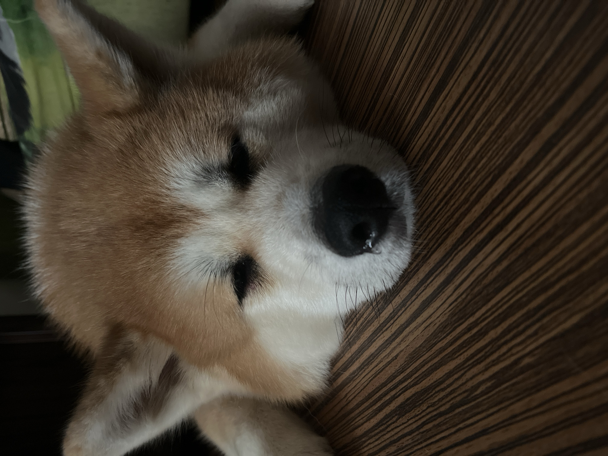 A close-up shot shows a Shiba Inu dog resting its head on a wooden surface. The dog's eyes are closed, and its snout is visible, with a small wet spot on its nose. Its ears are pointed upwards, and the fur is a mix of light brown and white. The wooden surface has a striped pattern. The background is out of focus, with dark and green elements suggesting furniture or a cushion. The lighting is dim. There is no indication of the location being in Minsk, Belarus.