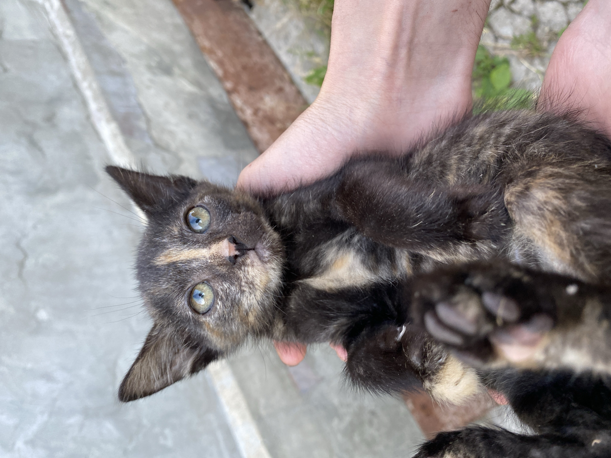 A tortoiseshell kitten is held in two hands, with its face looking towards the camera. The kitten has black, brown, and tan fur, with bright green eyes and pointed ears. Its front paws are visible, with one paw resting on top of the other. The hands holding the kitten appear to be pale-skinned, with a faint pink hue. The background consists of a textured gray wall and some greenery and dirt on the ground. The lighting suggests it is daytime.