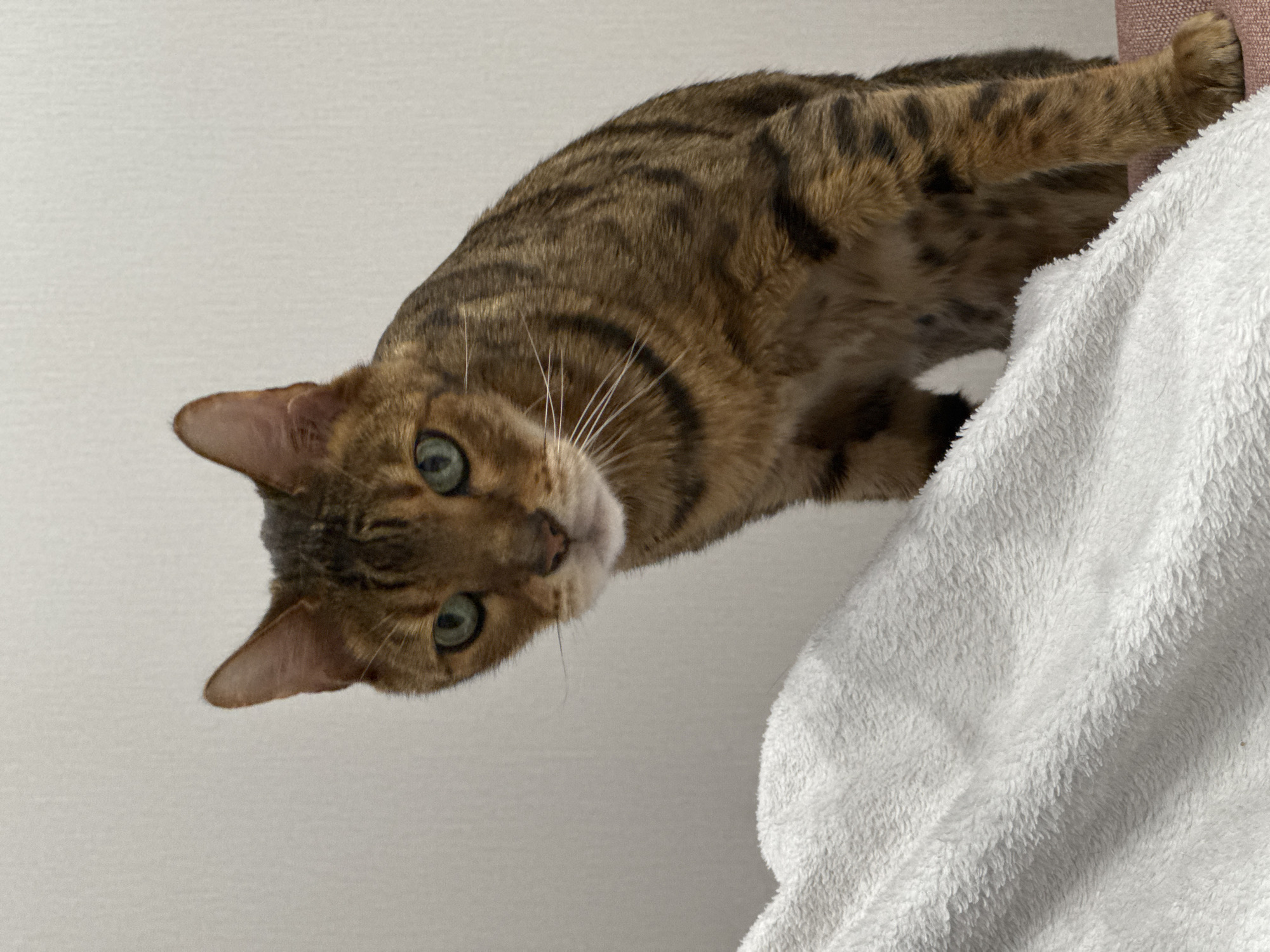 A brown tabby cat is looking downward at the viewer. The cat is positioned on a white, fluffy blanket, and part of a peach-colored surface is visible behind the blanket. The background is a plain white wall. The location is Unknown, Unknown.