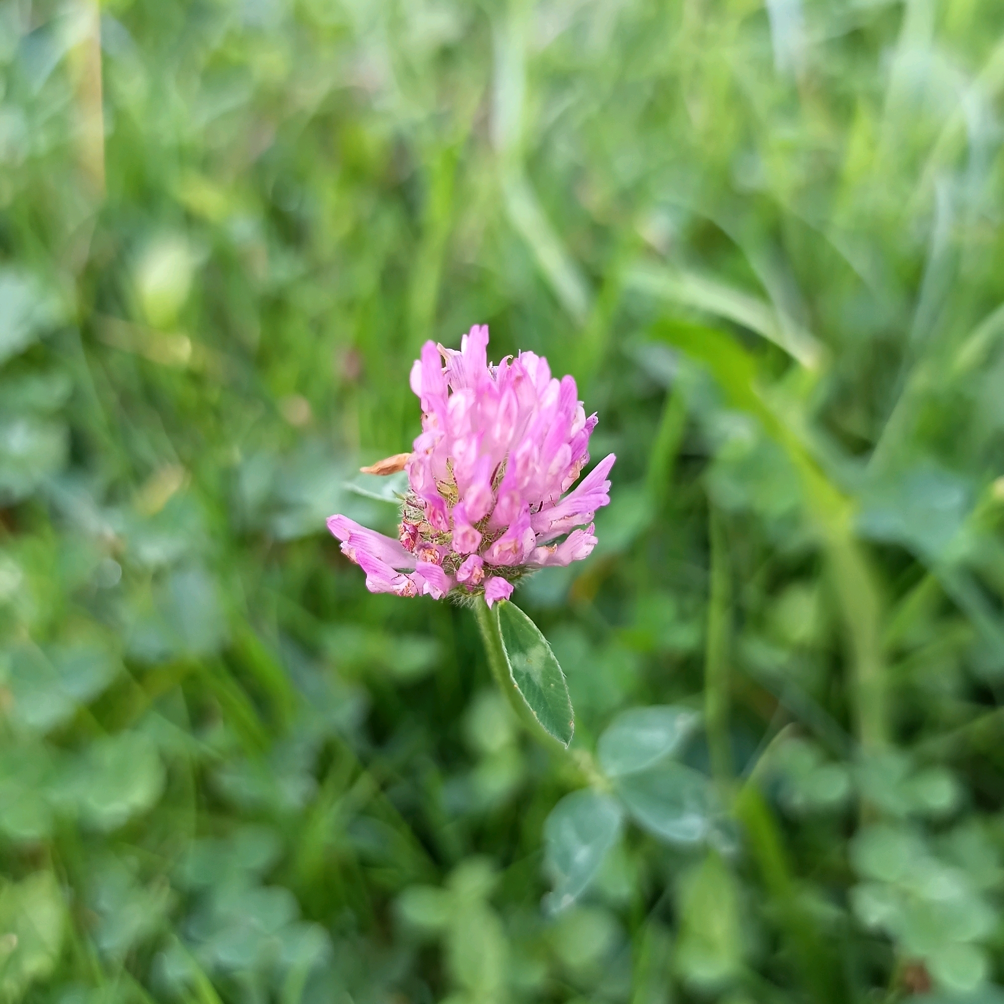 A close-up, eye-level, medium shot captures a single, blooming pink clover flower in focus. The flowerhead, composed of many small, tubular petals, is a vibrant pink with hints of lighter pink and red at its base. A single green leaf is visible beneath the flower, attached to a thin stem. The background is a blurred expanse of green grass and foliage, suggesting an outdoor setting. The image was taken in Cheb, Czechia.