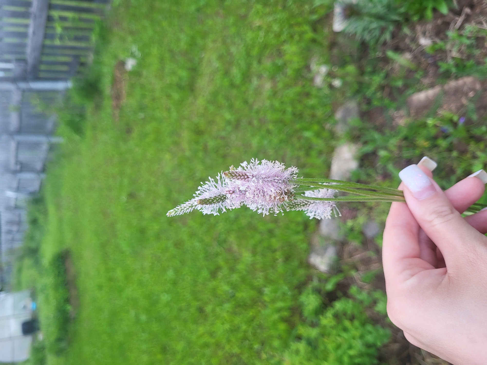 A human hand, with light skin tone and white-painted nails, occupies the lower-center of the frame, holding a small cluster of light pinkish-white flowers with green stems. The flowers are arranged in dense, spicate inflorescences, characterized by numerous fine, filament-like petals, giving them a soft, fuzzy appearance. The background is significantly blurred, depicting an outdoor environment. Directly behind the hand, indistinct green foliage and brown earth are visible. Further back, a broad expanse of green grass dominates, featuring a raised, irregular mound of dark soil in the mid-left. A light-colored wooden fence runs horizontally across the upper right background. In the upper left, a translucent greenhouse structure and a dark, indistinct object are present. The scene is illuminated by natural daylight. The location is Zipunovo, Russia.