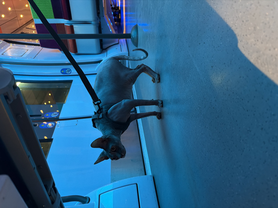 A hairless cat, wearing a harness and leash, stands on a pale blue surface. The cat is facing the camera and looking forward. In the background, a train interior with seats and windows can be seen. The overall lighting has a blue tone. A black leash is clipped to the harness and leads out of frame. The image is slightly angled.