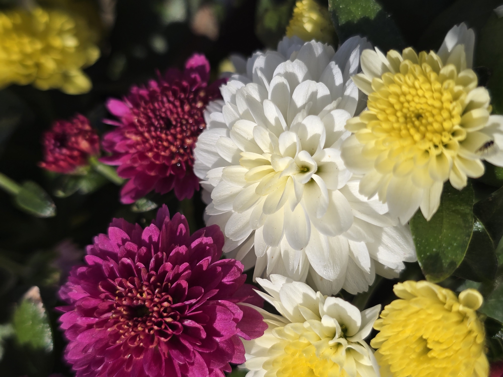This is a close-up, eye-level, natural light photograph of a cluster of chrysanthemums. The flowers are in various stages of bloom and display vibrant colors of magenta, white, and yellow. The magenta flowers are in the upper left and upper center of the frame, with some smaller buds visible in the background. The white flowers are prominent in the center and right side, with delicate petals catching the light. Yellow chrysanthemums are visible in the lower left and center right, their centers a rich golden hue. Dark green leaves provide a contrasting backdrop to the colorful blooms. The overall impression is one of natural beauty and abundance. The image does not contain any identifiable landmarks or details that would indicate a specific location in Lübeck, Germany.