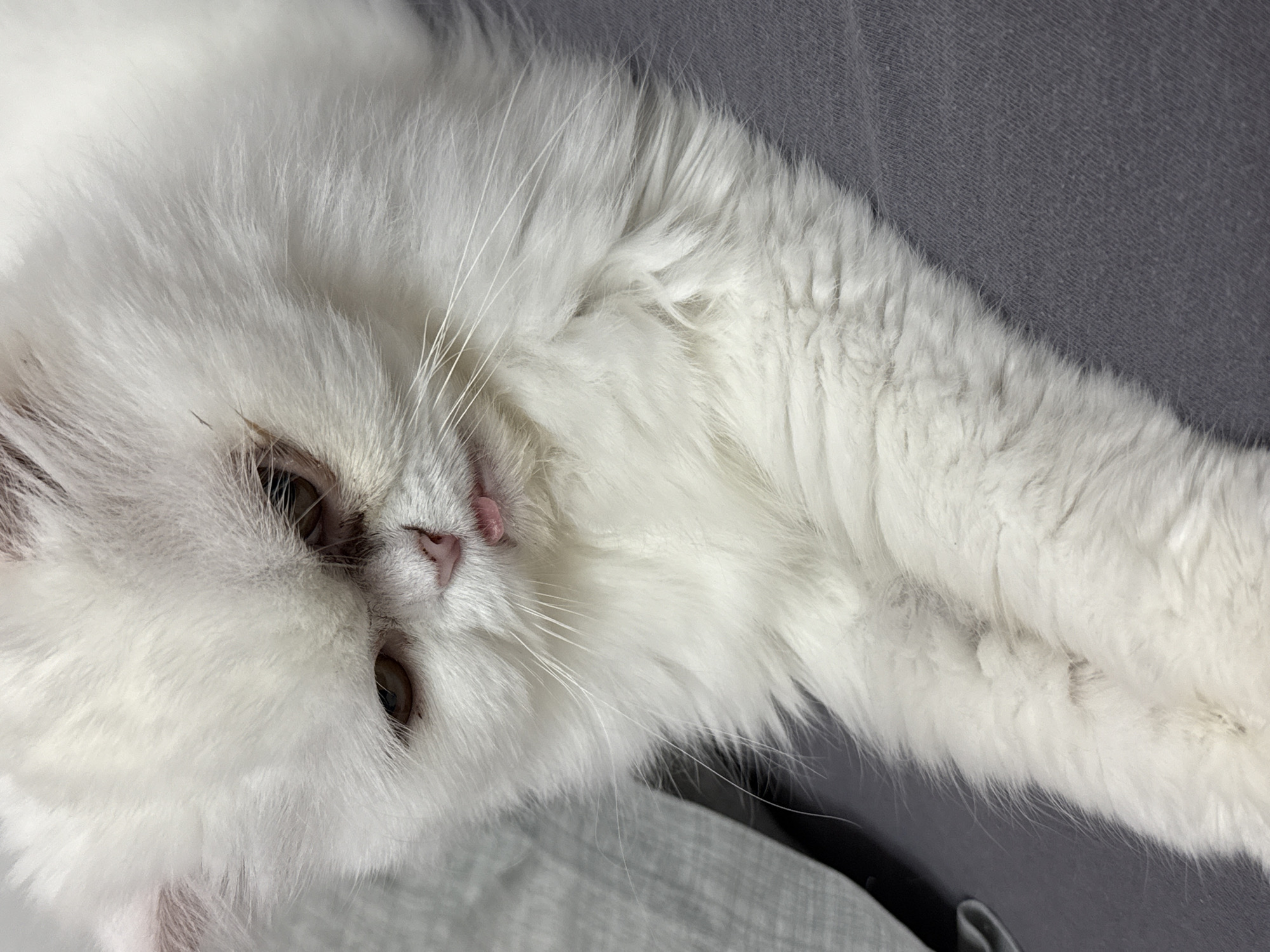 A white, long-haired cat lies on a grey surface. The cat's eyes are open, and a small amount of its tongue is visible. The surface is a soft, possibly fabric material. The cat's fur is fluffy and appears clean. There is nothing to indicate the location being Burgas, Bulgaria.