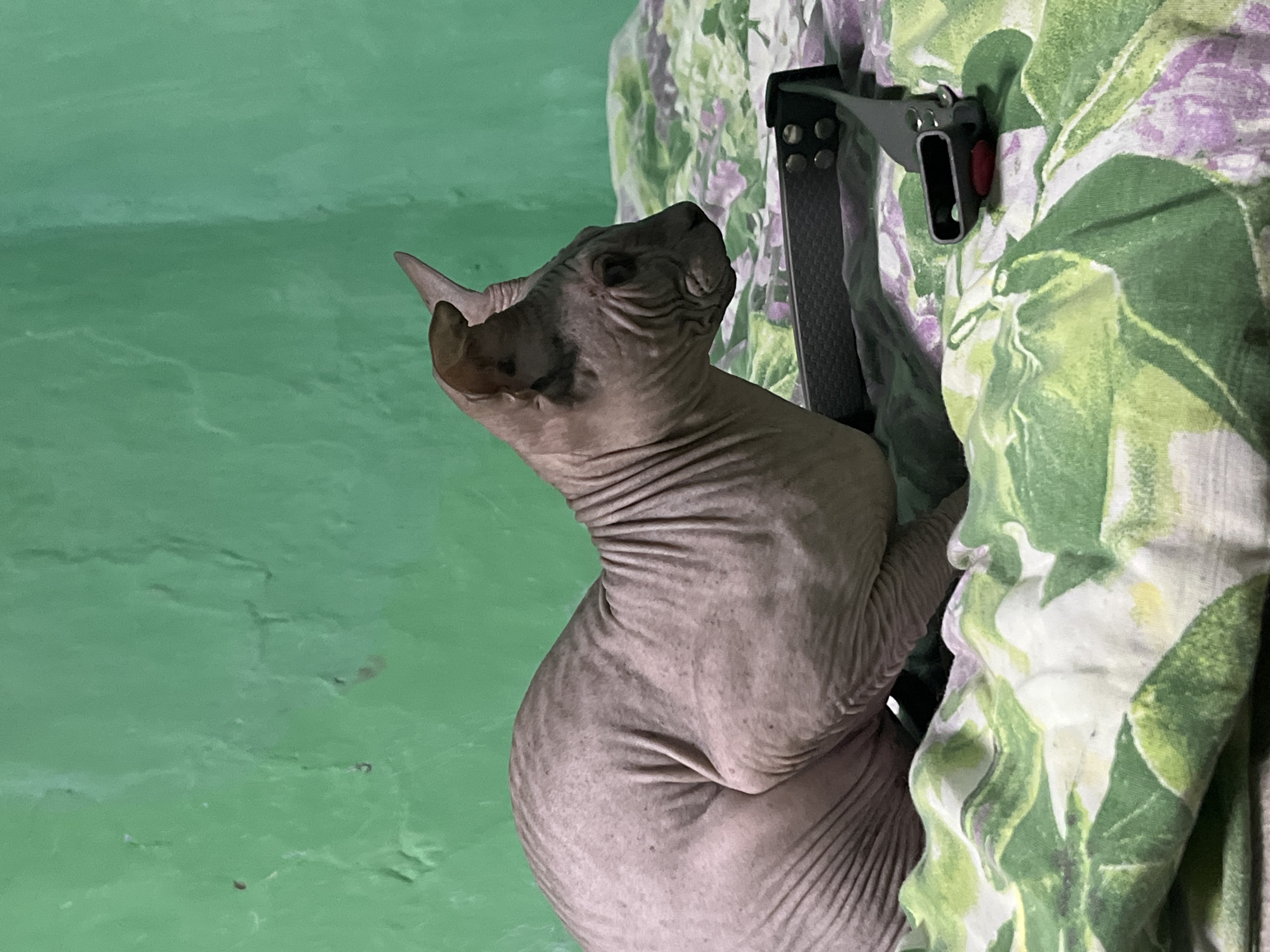 A hairless cat, likely a Sphynx breed, is the sole subject in this media file. The cat is positioned on its side, with its body leaning against a floral-patterned fabric. The fabric appears to be a comforter or bedspread, featuring large green and purple flowers. A dark, rectangular object with visible screws is partially visible, emerging from the fabric near the cat's head. The background is a solid, muted green, possibly a wall. The lighting suggests an indoor setting, likely during the day, as there are no strong shadows. The cat's expression is difficult to discern, but it appears to be looking upwards and slightly away from the camera. The overall impression is a candid, domestic scene. There is no visible text in the image.