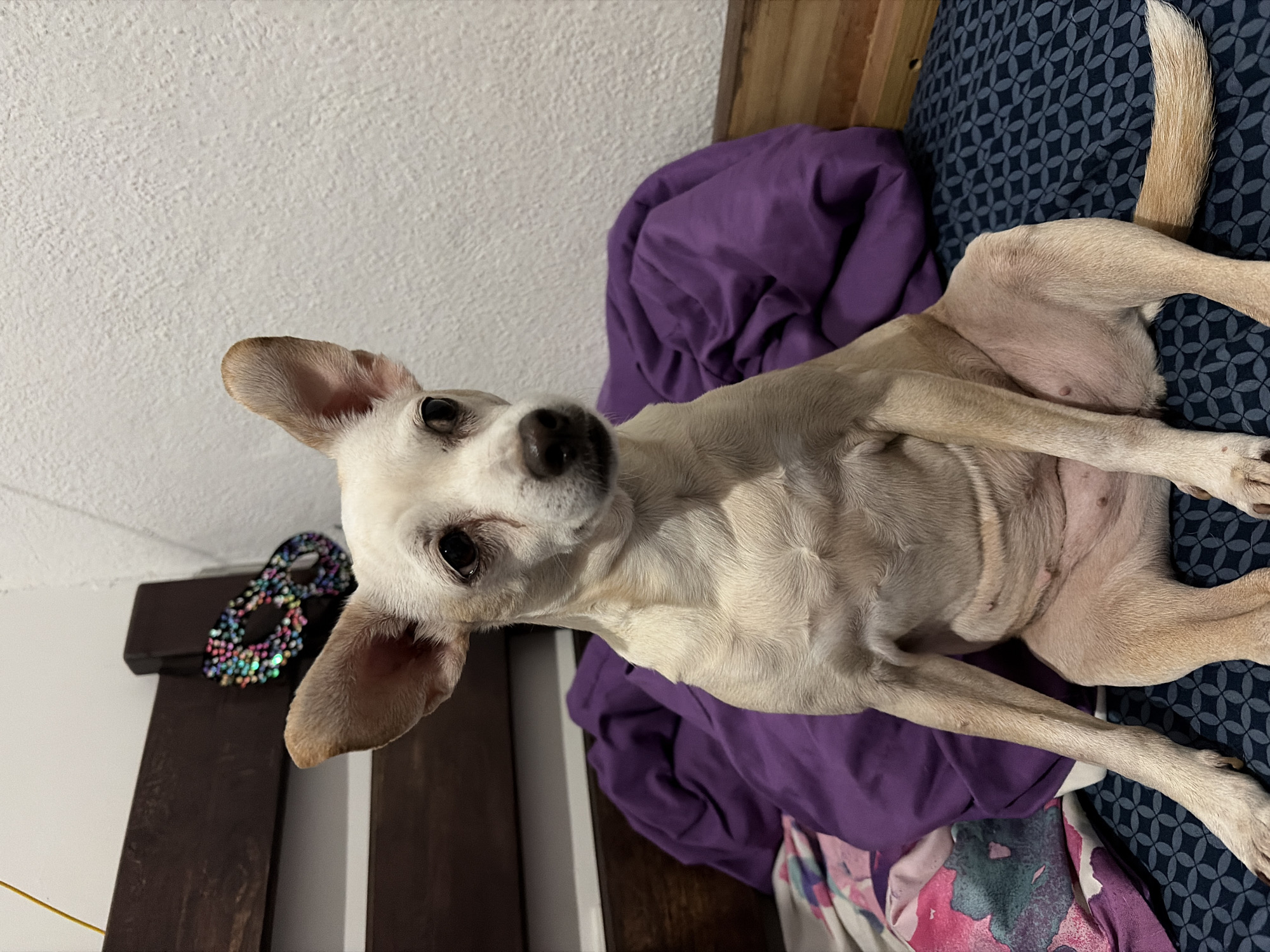 A light tan, short-haired dog, possibly a Chihuahua mix, is seated upright on a bed in Ciudad Guayana, Venezuela. The dog faces directly forward with large, erect ears and dark eyes, displaying a neutral expression. Its front legs are extended, and its belly exhibits slight wrinkling and visible teats. The dog rests on a dark blue fitted sheet with a repeating geometric pattern. Behind the dog, a crumpled purple blanket and a multi-colored floral-patterned sheet are visible. A dark brown wooden headboard is present behind the bedding, supporting a small, black masquerade mask adorned with numerous colorful sequins. A textured, light-colored wall forms the background of the scene.