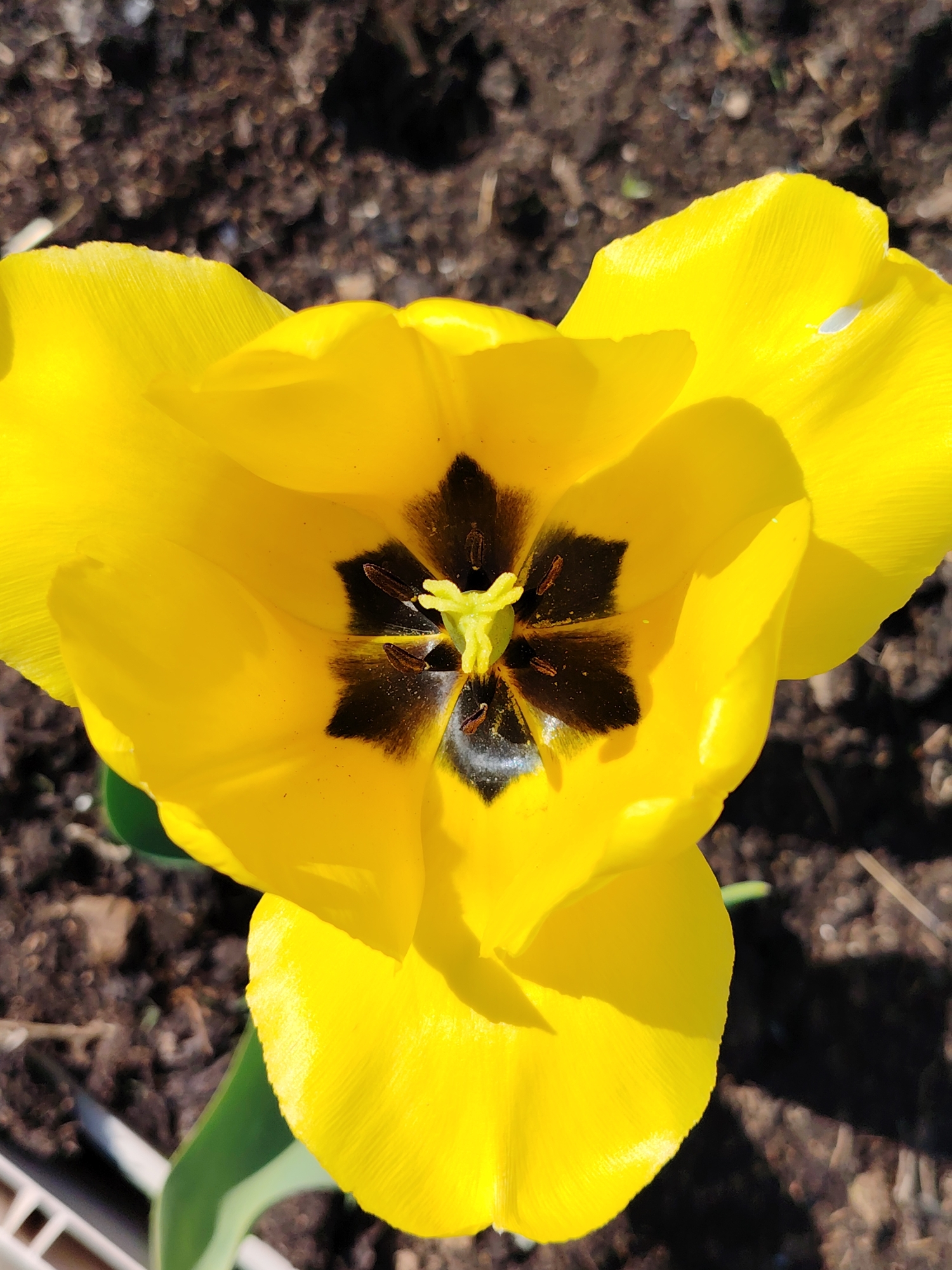 A high-angle shot depicts a bright yellow tulip in full bloom. The flower's petals are smooth and reflective, with slight creases visible. The center of the tulip features a dark, star-shaped pattern surrounded by stamens. The flower is positioned against a background of dark soil with visible small pebbles and organic matter. The bottom left corner includes part of a white, rectangular structure, likely a planter or border. The image is taken outdoors in natural lighting, with shadows indicating a sunny day. The location is inferred to be the city of Chaikovsky, Russia.