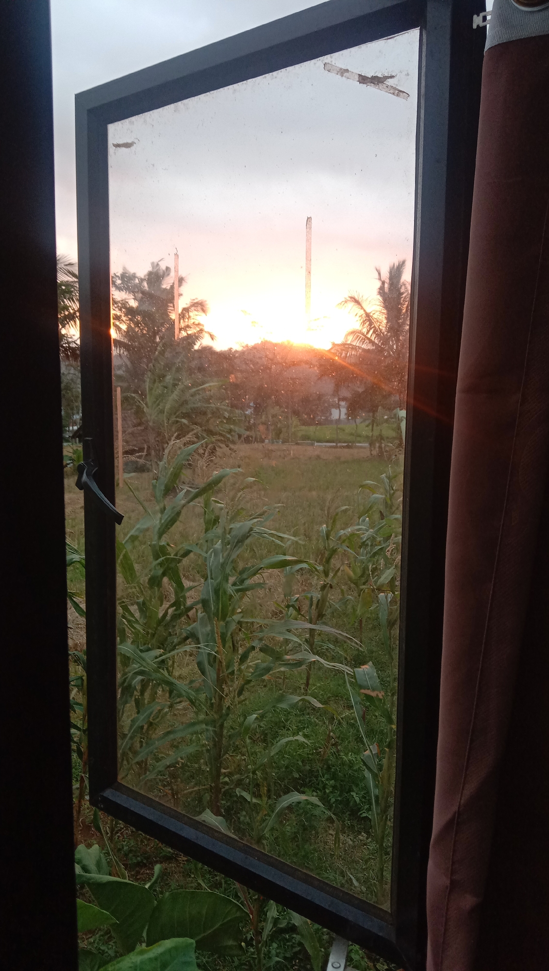 The image captures a view through an open window in Karangmangu, Indonesia, during sunset. The foreground is dominated by the dark frame of the window and a brown curtain on the right. Through the glass, a rural landscape unfolds, featuring rows of tall green corn stalks and other vegetation. In the background, palm trees and other foliage are silhouetted against a sky ablaze with the warm hues of sunset, ranging from orange to pink. Two vertical, slender structures, possibly utility poles, are visible against the colorful sky. The windowpane itself appears somewhat dirty, with a few small marks or debris on its surface. The overall scene conveys a tranquil, end-of-day atmosphere.