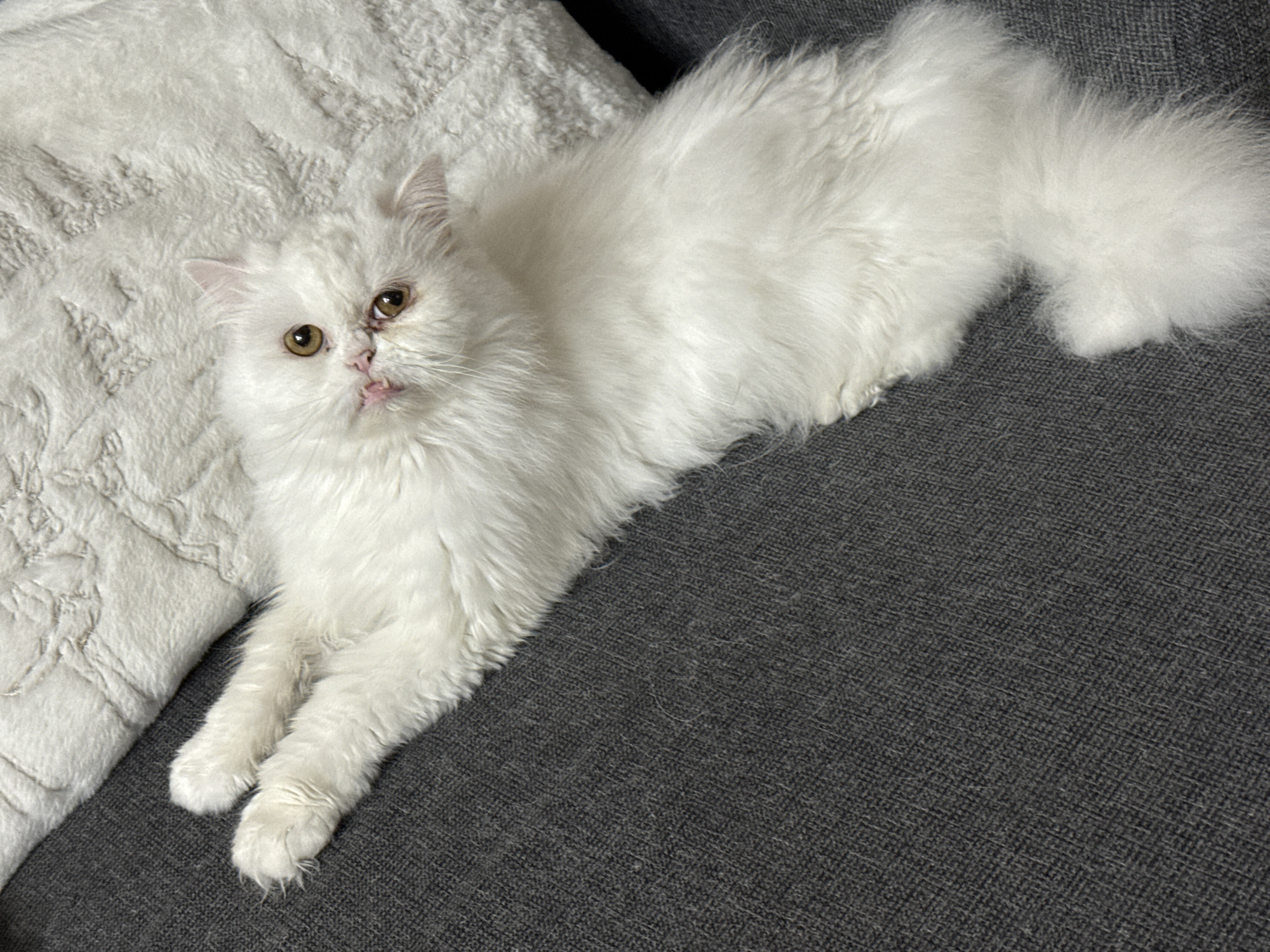 A white, fluffy Persian cat lies diagonally on a gray, textured couch. Its front paws are extended toward the lower-left corner. The cat's gaze is directed upwards towards the viewer. To the cat's left is a white, fluffy cushion or blanket with a quilted pattern. The background is blurred.
There is no information present to describe the location or city of Burgas, Bulgaria.