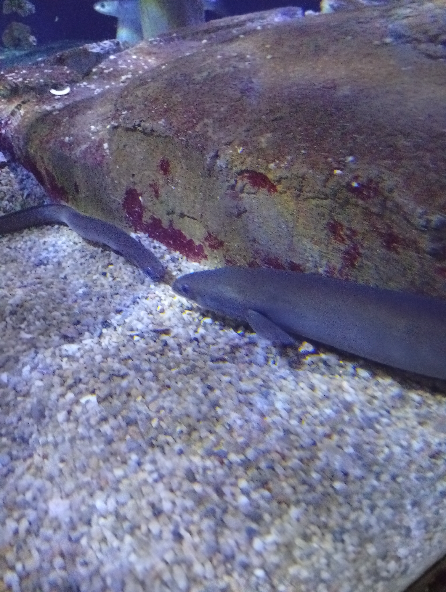 The image shows two moray eels swimming in an aquarium. The eels are dark in color and appear to be long and slender. They are swimming over a bed of gravel. In the background, there is a large rock formation. The lighting in the aquarium is dim, with some areas illuminated by spotlights. It is not possible to determine the specific location in the city of València, Spain.