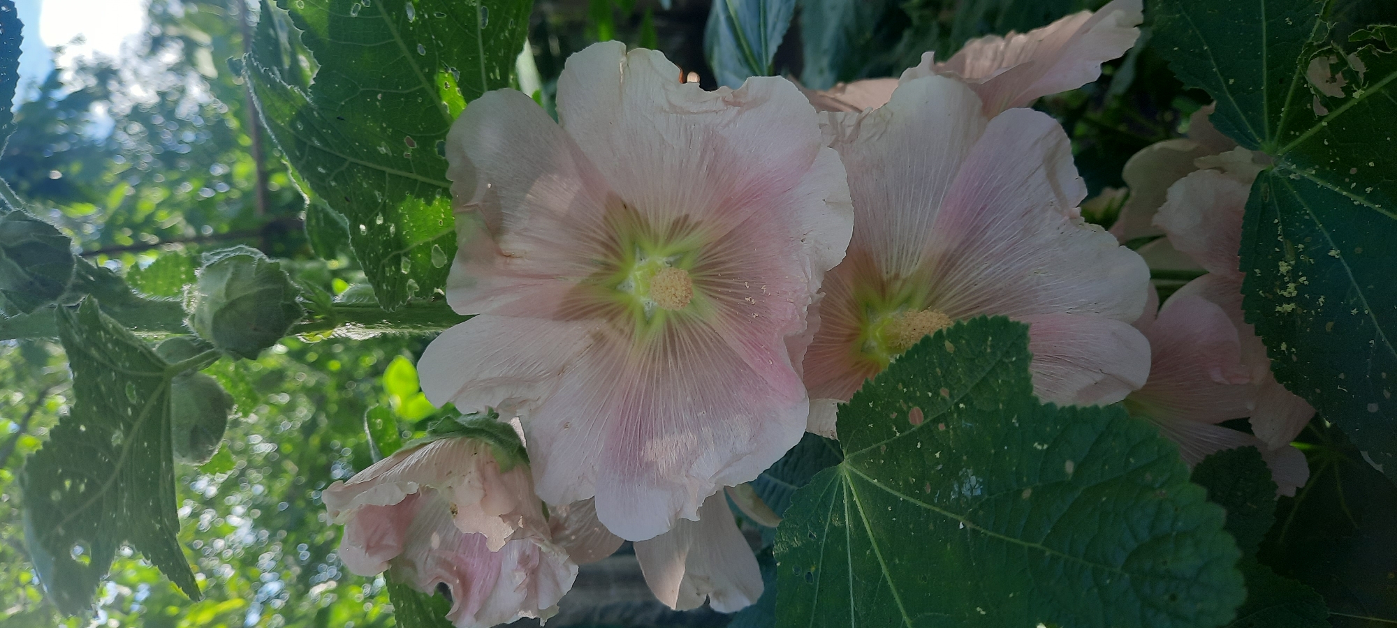 A close-up, vertical shot focuses on several light pink hollyhock flowers blooming on a stem. The flowers are in various stages of opening, with the most prominent one in the center displaying delicate, ruffled petals radiating from a pale green and yellow center. Green, lobed leaves with visible veins and some imperfections are interspersed throughout the frame. The background is softly blurred, showing dappled sunlight filtering through green foliage, suggesting an outdoor, natural setting. The specific location in Broska, Ukraine, cannot be determined from the image alone. No people or actions are depicted.