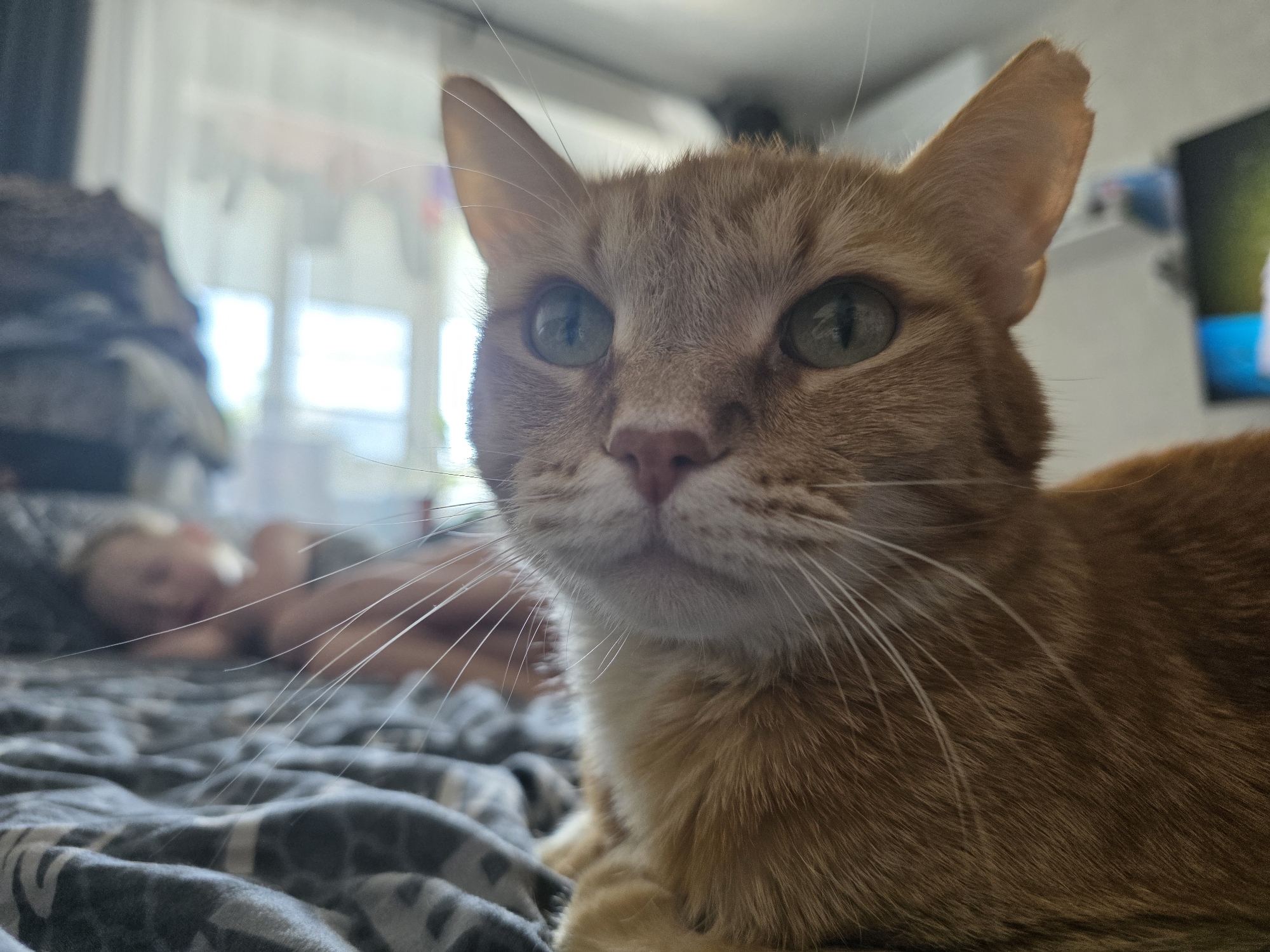 A ginger cat is positioned in the foreground, lying on a bed with a gray patterned blanket. Its face is turned towards the viewer, displaying green eyes and long white whiskers. Behind the cat, in the blurry background, there is a person lying on the bed, possibly asleep. A window with daylight is visible further in the background. A television can be seen on the wall to the right of the cat. The photograph was likely taken in an indoor setting, possibly a bedroom. The location of Chaikovsky, Russia, cannot be confirmed from the visual information provided.