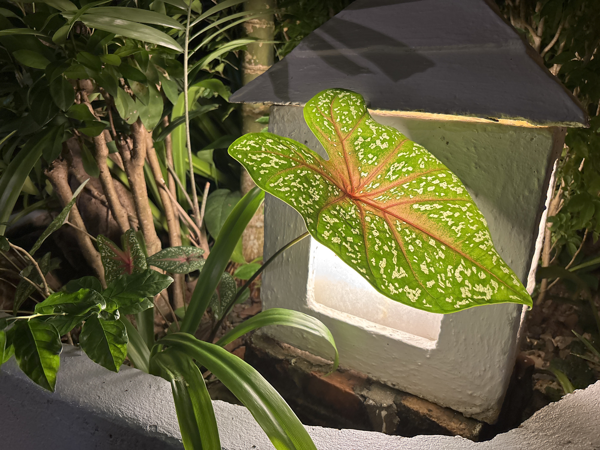 A close-up, nighttime, eye-level shot focuses on a bright green, heart-shaped leaf with red veins and white speckles. The leaf is positioned in front of a white, rectangular garden lantern with a dark gray, gabled roof. The lantern emits a warm, yellow light from an opening. Behind the lantern and leaf, the scene is filled with lush green foliage and the brown, woody stems of plants. The plants are set within a textured, gray planter. The overall setting appears to be a garden in Chalong, Thailand.