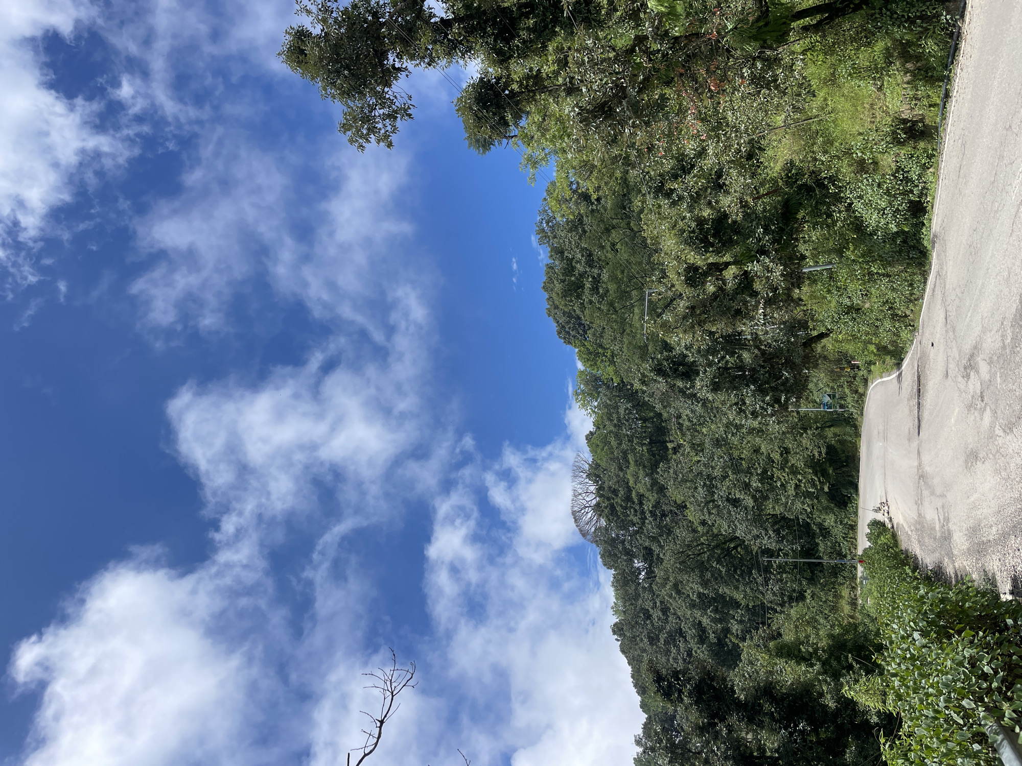 The image captures a scenic view of a winding road passing through a lush green, forested hillside in Dharamshala, India. The sky above is a vibrant blue, dotted with fluffy white clouds. The road, paved with asphalt, curves to the left, disappearing into the dense foliage. On either side of the road, thick vegetation and tall trees dominate the landscape, with some bare branches of a tree visible against the sky in the upper left corner. A few scattered rocks are present on the side of the road, and a simple metal railing can be seen along the edge of the road on the left. In the distance, a solitary white vehicle is parked or moving slowly on the road. The overall impression is one of natural beauty and a peaceful, mountainous environment.