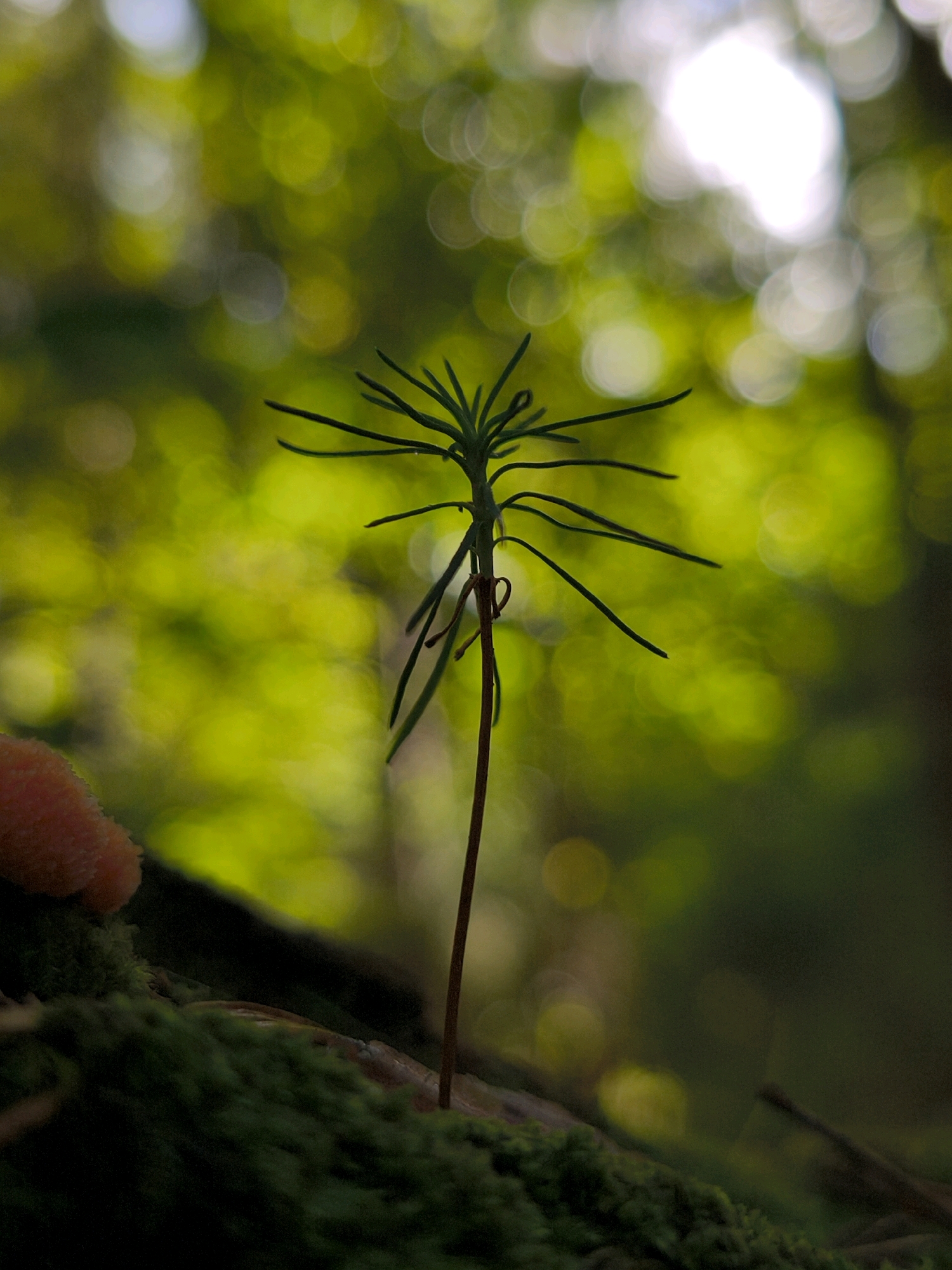 A small evergreen seedling, with needle-like leaves, stands upright against a blurred background of green foliage and bright bokeh circles, suggesting a forest or park setting. The seedling is growing from a moss-covered surface, possibly a fallen log, in what appears to be a natural, outdoor environment. To the left, a fuzzy, orange object, possibly a mushroom or a piece of decaying organic matter, is visible. The lighting suggests it is daytime, with sunlight filtering through the trees. There are no people or animals visible in the image. The image does not contain any specific details that would indicate it is located in the city of Mahilyow, Belarus.