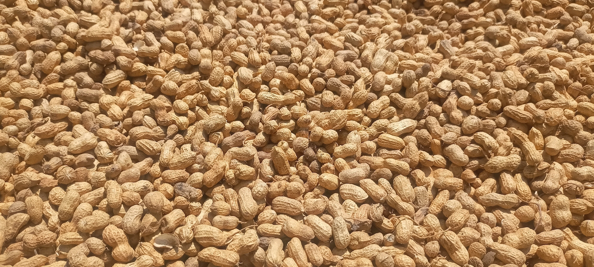 The image shows a large pile of unshelled peanuts, likely dried and ready for consumption or further processing. The peanuts are a light brown to tan color and have a textured, rough shell. They are clustered together, filling the frame from edge to edge. The lighting suggests an outdoor environment, possibly under direct sunlight, as indicated by the bright highlights and some subtle shadows. There are no people or specific landmarks visible in the image. The scene is a simple, agricultural still life, evoking the harvest of peanuts. While the specific location within Kendujhargarh, India, cannot be determined from the image alone, the abundance of peanuts suggests an area where they are cultivated or traded.