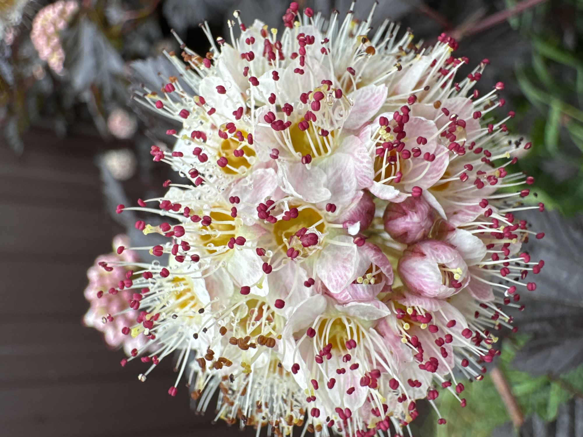 A close-up, macro photograph captures a cluster of delicate white and pink flowers with prominent yellow centers and numerous thin, white stamens tipped with small, dark red anthers. The petals exhibit subtle pink striping and are adorned with tiny water droplets, suggesting recent dew or rain. The background is softly blurred, revealing dark foliage and hints of a weathered wooden fence, characteristic of a garden setting. The specific location of Steklyannyi, Russia, is not visually discernible from the image content. There are no people, actions, or interactions depicted. The overall impression is one of natural beauty and intricate detail.