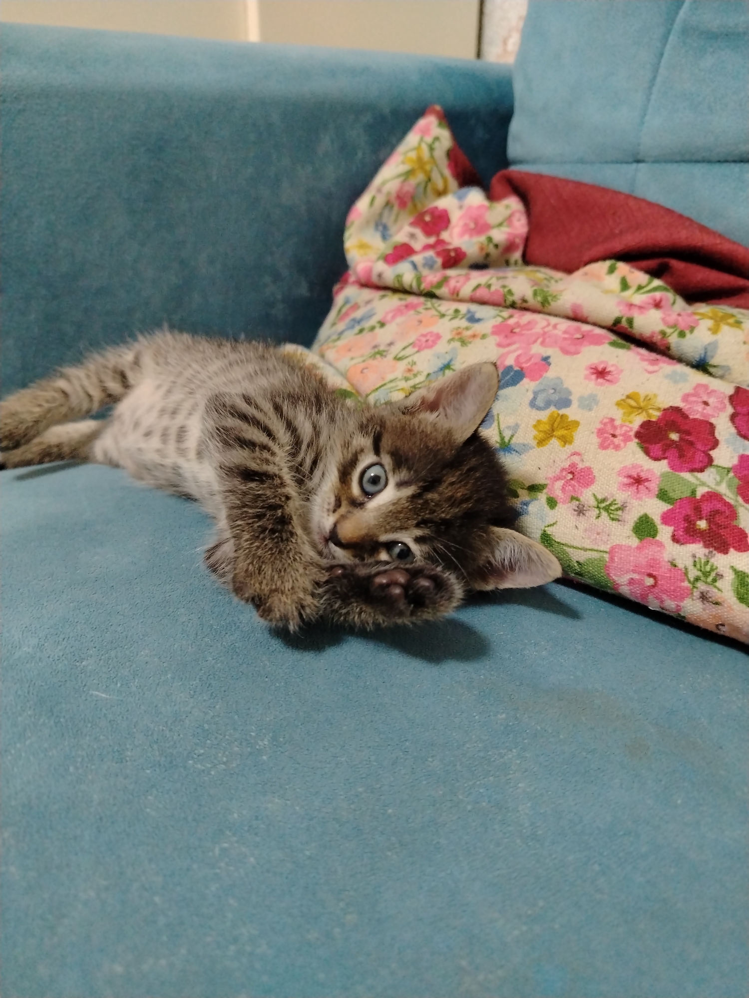 A tabby kitten with blue eyes is lying on a teal sofa, its paws near its face. The kitten is looking directly at the camera. Behind the kitten is a floral pillow and a burgundy blanket. The environment suggests an indoor setting, likely a living room. There is no indication of the specific location within Baku, Azerbaijan.