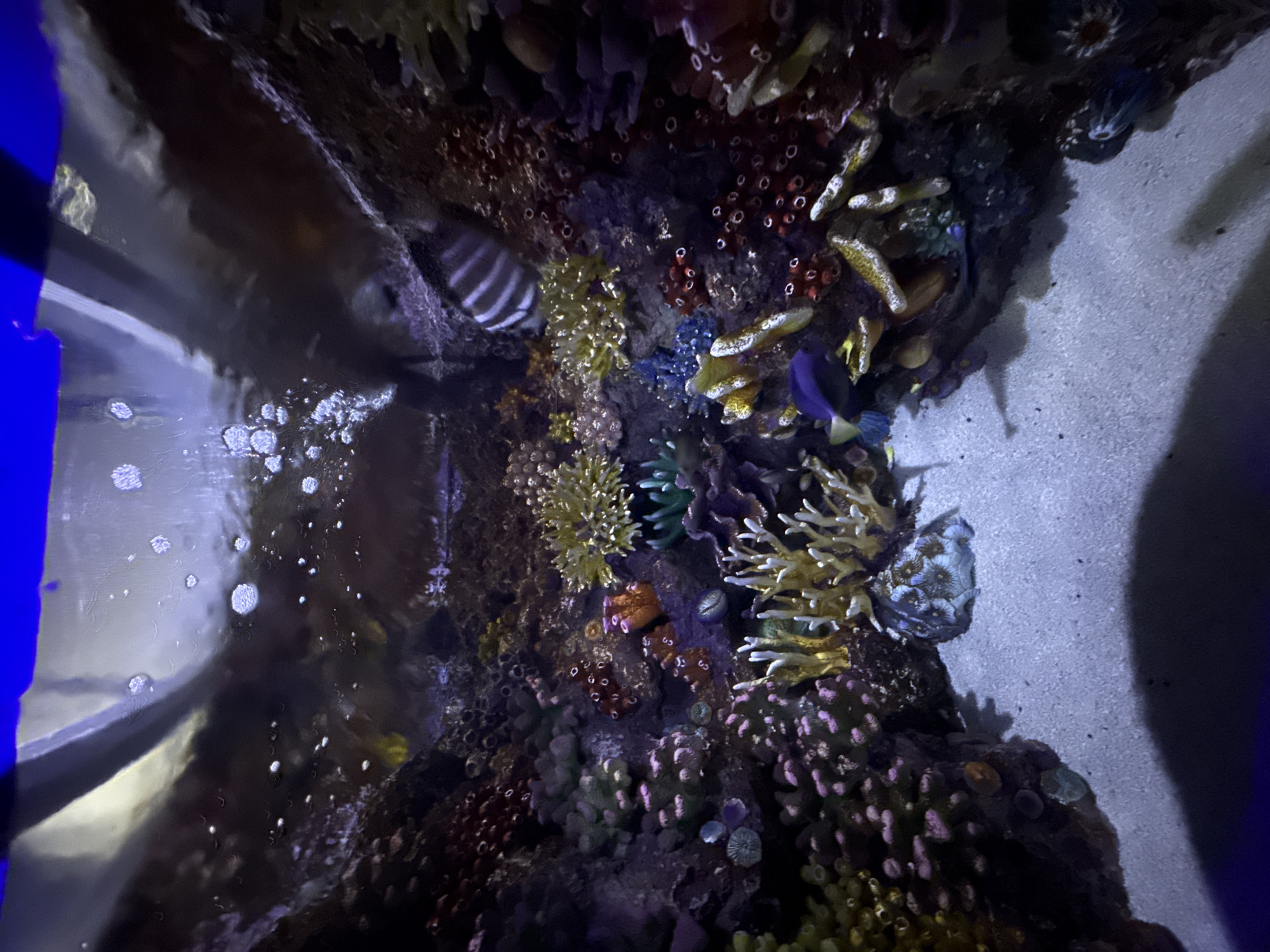 The image depicts an underwater scene within an aquarium. The environment is filled with a variety of colorful corals and marine life. Several fish are visible, including one with distinctive white and dark stripes swimming near the top right of the frame, and a purple fish towards the bottom left. The aquarium features a sandy bottom and a rocky, coral-encrusted landscape. Bubbles are rising towards the surface of the water at the top of the image, indicating aeration. The lighting is dim and atmospheric, typical of an aquarium setting. There is no indication of the specific location within the city of Tashkent, Uzbekistan.