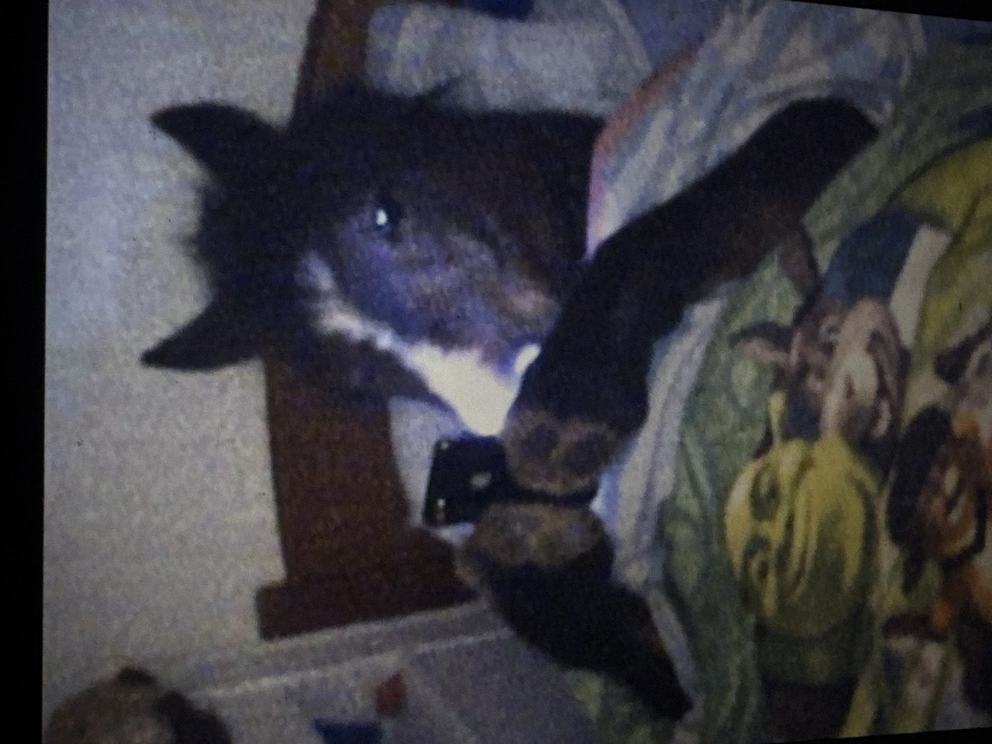 The media file shows a close-up, low-resolution, and grainy image of what appears to be a domestic animal, possibly a dog, lying down. The animal has dark fur with some lighter markings around its face, particularly a white patch on its nose. Its eye is visible and appears to be looking towards the viewer. The animal is resting on a surface covered with patterned fabric, which includes images of cartoon characters, specifically what looks like Shrek from the popular animated movie franchise. The background is blurred and textured, suggesting it might be a wall or bedding. A dark object, possibly a phone or a similar electronic device, is held near the animal's head, partially obscuring its face. The lighting is dim and appears to be artificial, casting a purplish hue on parts of the animal's fur. The overall impression is of a casual, indoor setting, likely a home environment, perhaps during the evening or night given the low light. No people are clearly visible, and the focus is solely on the animal and its immediate surroundings. There is no visible text in the image. The overall mood is relaxed and intimate, capturing a moment with a pet.
