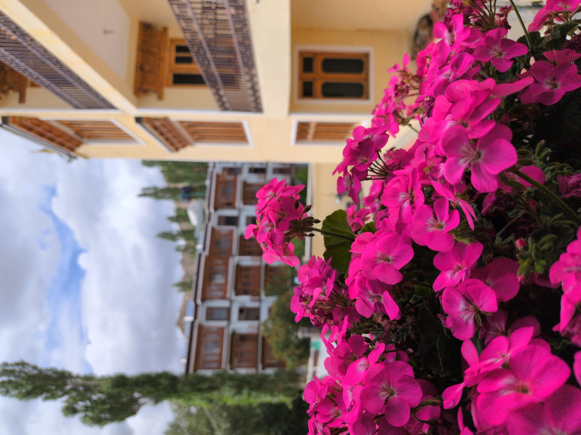 In the foreground, a cluster of vibrant pink flowers, likely geraniums, dominates the frame, with their petals in sharp focus. Behind them, a multi-story building painted in a soft yellow hue stands to the right. This building features dark wooden window frames and intricate dark metal railings on its balconies. Further in the background, another building with a similar architectural style, characterized by multiple floors and wooden-framed windows, is visible, suggesting it might be a guesthouse or hotel. A tall, slender tree with dark green foliage rises on the left side of the image, reaching towards a sky filled with scattered white clouds against a pale blue backdrop. The overall scene, with its distinct architectural style and vegetation, is indicative of the city of Leh, India, a popular tourist destination known for its Tibetan Buddhist culture and mountainous landscape. There are no people visible in the image.