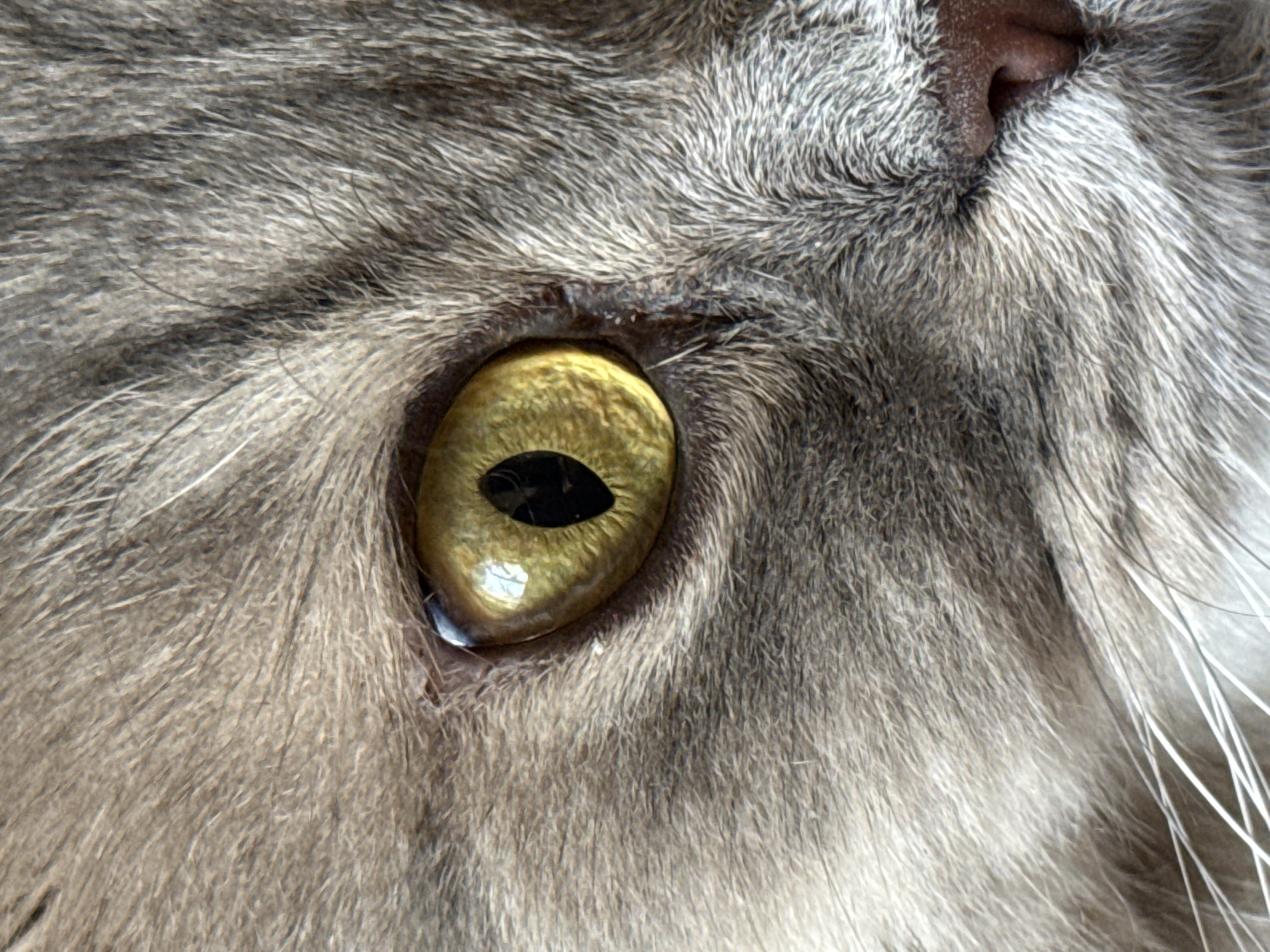 This is an extreme close-up, eye-level shot of a cat's face, focusing on its right eye and surrounding fur. The cat has striking yellow-green eyes with vertical pupils, indicating it is likely in a well-lit environment. The fur is a mix of grey and brown tones, with fine details of individual hairs visible. The cat's nose, a pinkish-brown color, is partially visible on the right side of the frame. The image captures the texture and detail of the feline's facial features. The location in Raivka, Ukraine, is not visually represented in this image.