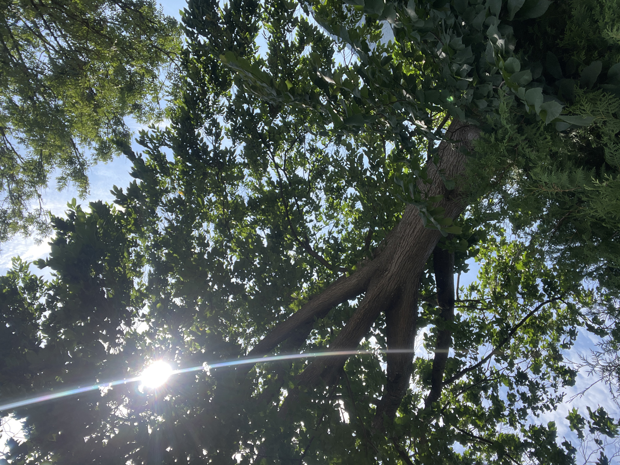 The image is a low-angle shot looking up through the branches of lush green trees towards a bright, sunlit sky. The sun is partially obscured by the leaves, creating lens flare and a shimmering effect across the upper right portion of the frame. In the foreground, the thick, textured bark of a large tree trunk is visible, with its branches extending upwards and outwards, covered in foliage. To the left, the dense, feathery needles of a conifer are prominent. The sky is a clear blue with wispy white clouds. The overall impression is one of a sun-dappled canopy on a bright day. The image is located in Garmisch-Partenkirchen, Germany.