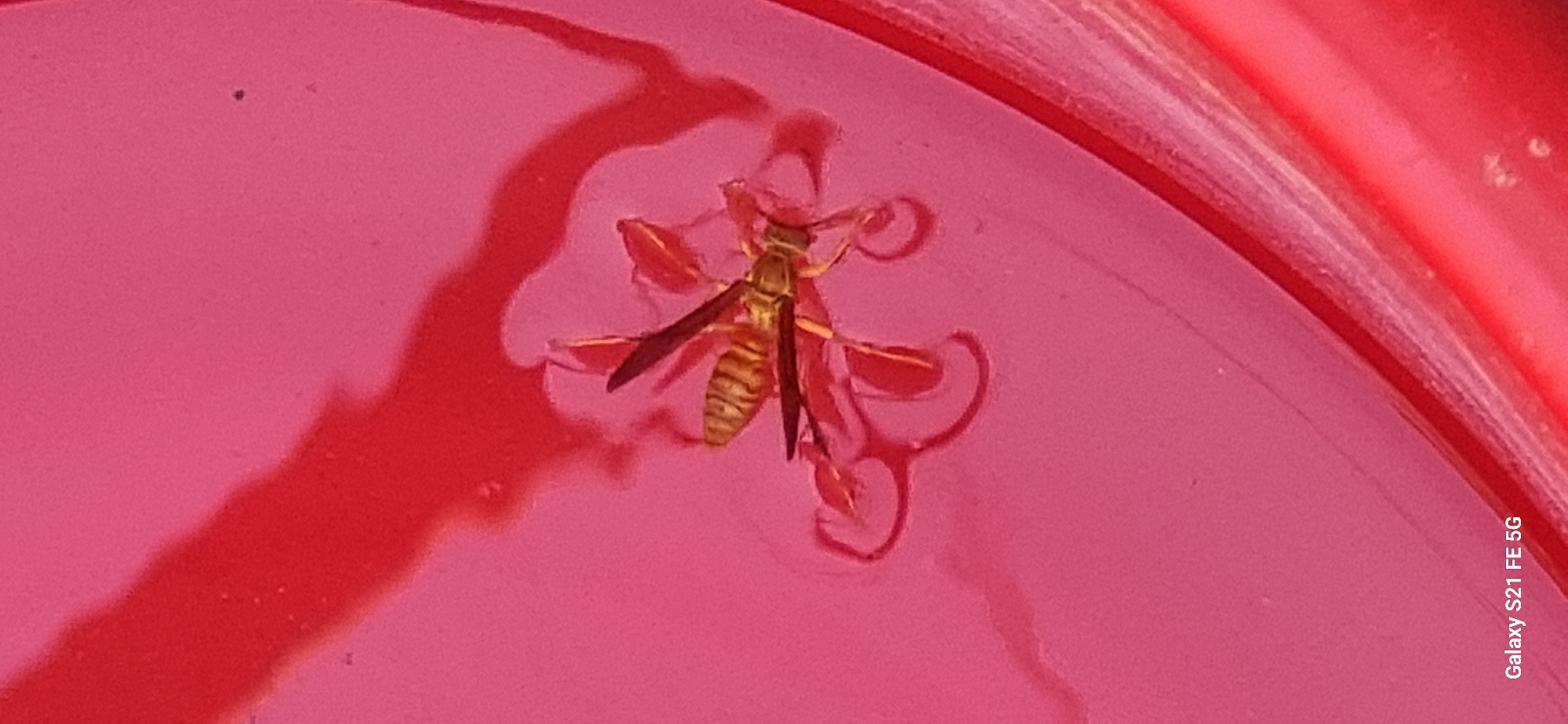 A dead wasp, approximately 2.5 centimeters in length, lies submerged in a reddish liquid within a pink container. The wasp's body is segmented and patterned with yellow and brown stripes. Its wings are extended, and its legs are splayed. The reddish liquid appears to be some form of drink, possibly juice or soda, given the context of a container. The background is a solid pink color, indicating the interior of the container. The scene is indoors, as suggested by the even lighting and lack of natural elements. No people are present. The location of Ingichka, Uzbekistan is not discernible from the image itself.
