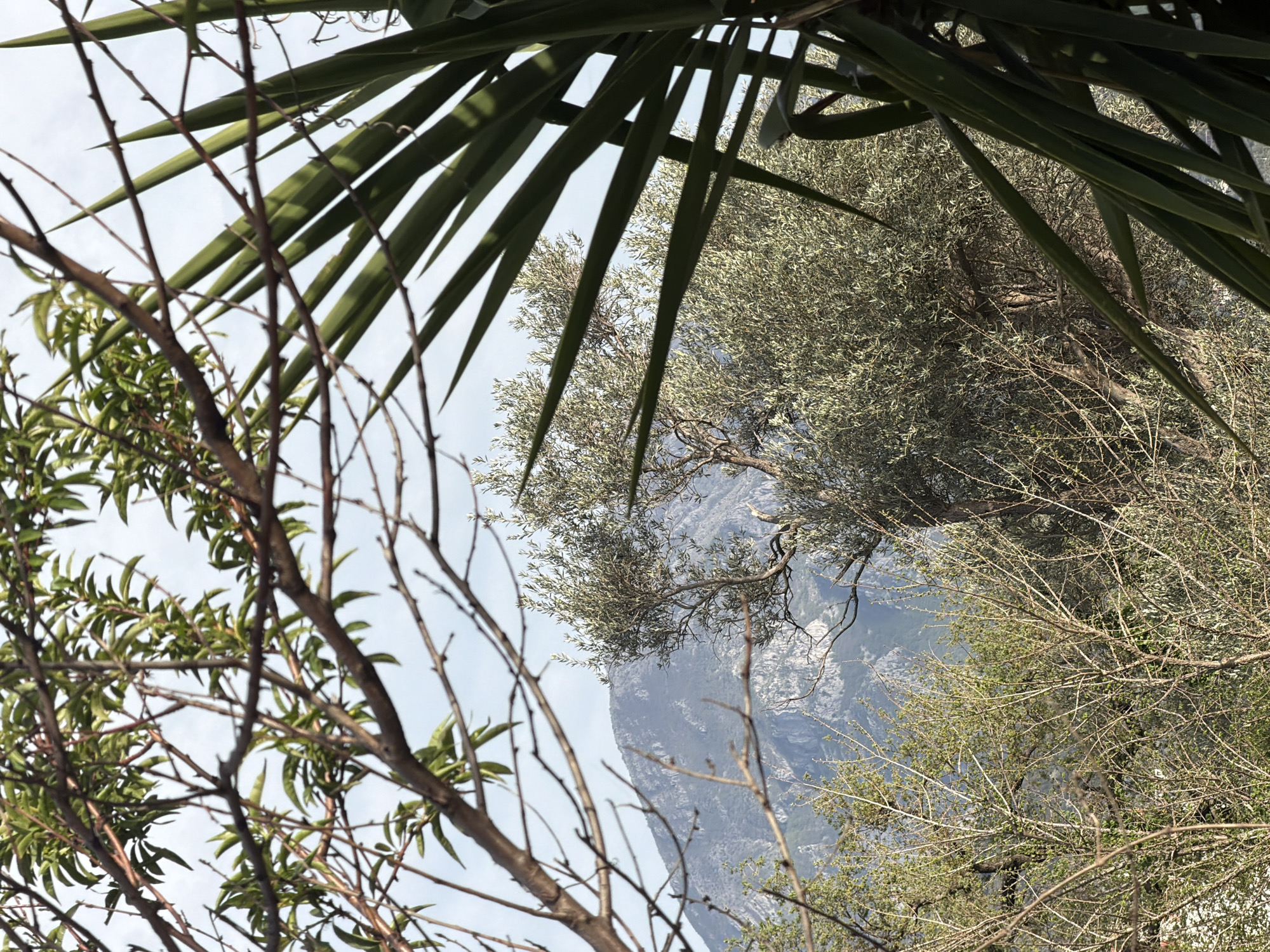 The image is a tilted outdoor shot taken in Šušanj, Montenegro. The foreground features tree branches and leaves, with a palm frond at the top, partially obscuring the sky. Through the foliage, a mountain range can be seen in the background. There are no people visible.