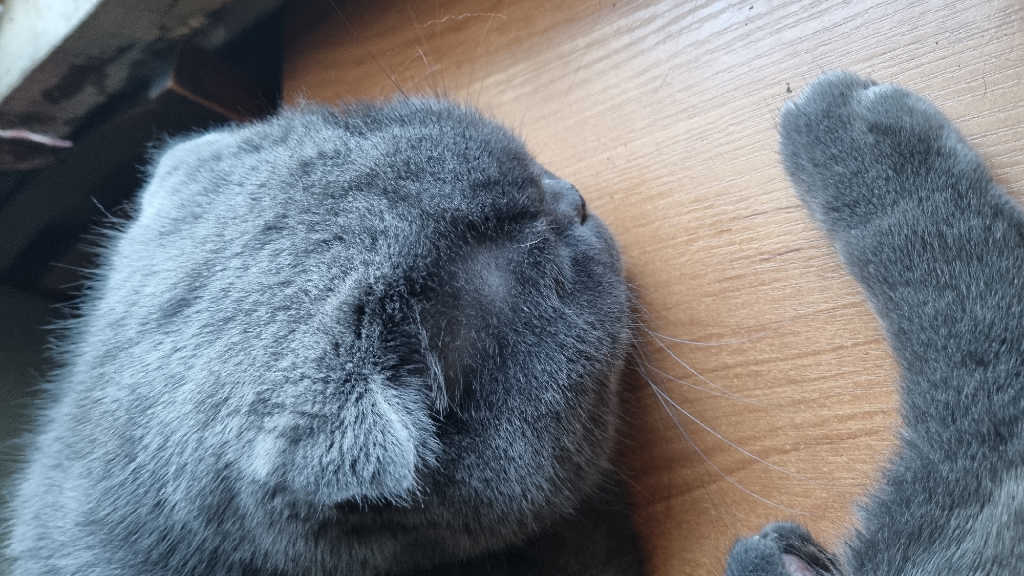 The image shows a close-up view of a gray cat's head and paw resting on a wooden surface. The cat appears to be a Scottish Fold breed, recognizable by its folded ears, though only one is fully visible. The fur is short and dense, with subtle variations in shade. The cat's eyes are not visible, as its head is down and facing away from the camera. Long, delicate whiskers extend from its muzzle. The wooden surface has a natural grain pattern and appears to be a floor or tabletop. In the upper right corner, a dark vertical object, possibly a window frame or furniture, is visible, along with a hint of a lighter colored object that could be fabric. The lighting is soft, creating subtle shadows that highlight the texture of the cat's fur and the wood grain. There are no people or other animals present in the frame. The scene is domestic and peaceful. The location in the city of Vysokoe, Russia is noted but not visually represented in the provided image.
