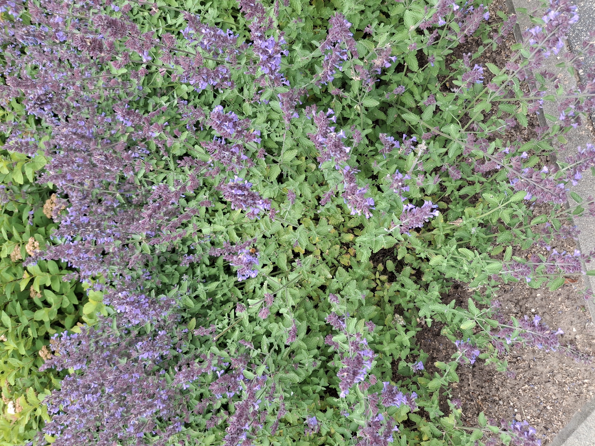 A dense patch of Nepeta x faassenii, commonly known as catmint, fills the frame of this photograph. The plant is characterized by its numerous spires of small, lavender-blue flowers and serrated, grayish-green leaves. The flowers are clustered densely on upright stems, with many individual blooms visible. In the upper right quadrant of the image, a bumblebee is in flight, its body clearly defined against the blossoms. The plant is growing in a bed of dark soil, with a hint of dry leaves and mulch visible. In the bottom left of the image, a paved surface, possibly a sidewalk or path, is visible. The background consists of more lush green foliage from what appears to be other plants or shrubs. The lighting suggests it is daytime, with no harsh shadows indicating a clear, sunny day. The scene depicts a section of a garden or park.