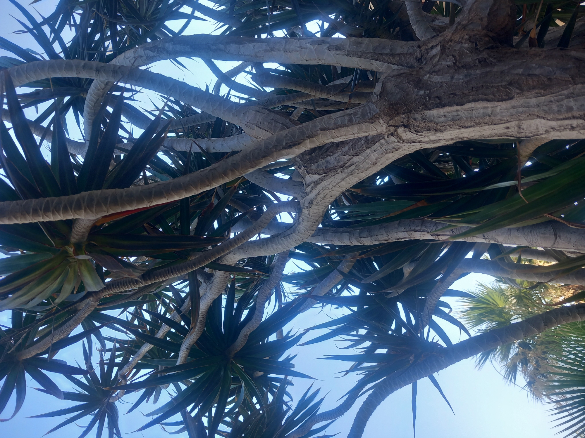 The image shows a low-angle view of a dragon tree in Kos, Greece. The tree's thick, textured trunk is visible in the foreground, with its branches reaching upwards and outwards. Long, spiky green leaves of the dragon tree are prominent, silhouetted against a clear blue sky. In the background, other palm-like plants are partially visible, suggesting a lush, tropical or subtropical environment. The lighting indicates it is daytime.