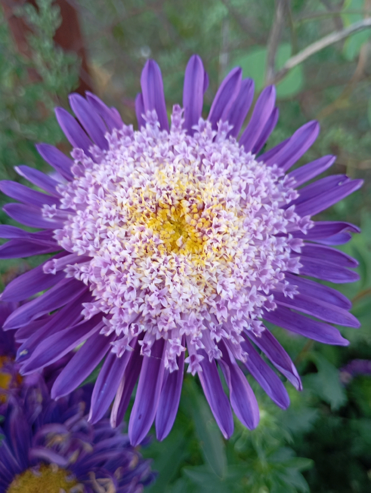 A close-up, top-down view of a single, vibrant purple aster flower is presented. The flower exhibits a complex, multi-layered bloom with numerous ray florets extending outwards. The outer petals are a deep, rich purple, tapering to a point. Towards the center, the petals transition to a lighter lilac and then a cluster of fine, almost feathery, white and yellow florets form the eye of the flower. The background is softly blurred, showing hints of green foliage and brown stems, suggesting an outdoor garden setting. The image is well-lit, with the natural light highlighting the textures and colors of the flower. There is no indication of the location being within the city of Horishni Plavni, Ukraine; it is a general botanical subject.