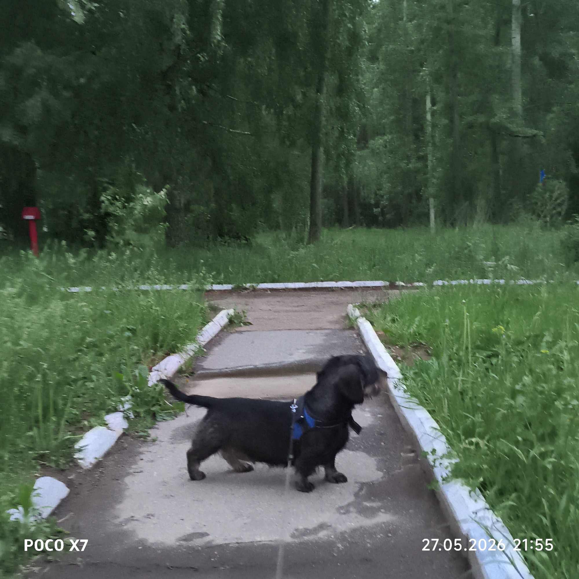 A dachshund on a paved path in a park. Tall grass and trees are in the background. The park is likely located in the city of Chaikovsky, Russia. A red post and blue flag can be seen in the distance. The time stamp at the bottom of the image indicates the photo was taken on May 27, 2026, at 21:55.