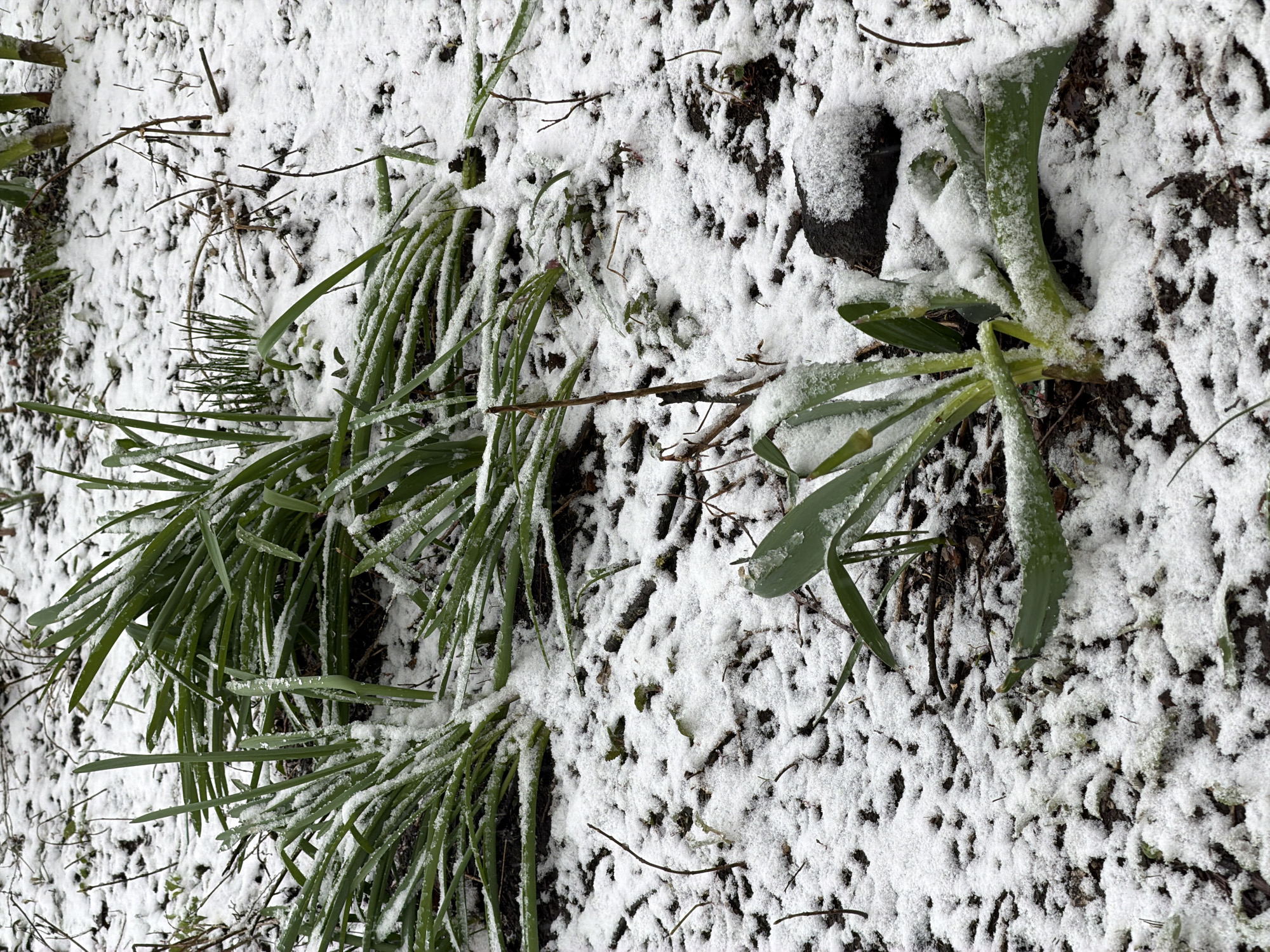 The image shows a patch of ground covered in a light dusting of snow. Patches of bare earth and clumps of green foliage are visible beneath the snow. A dark rock rests partially concealed by the snow on the right side. The scene appears to be outdoors. There are no people visible. There is no location specified in the original image, so I cannot specify Khimki, Russia.
