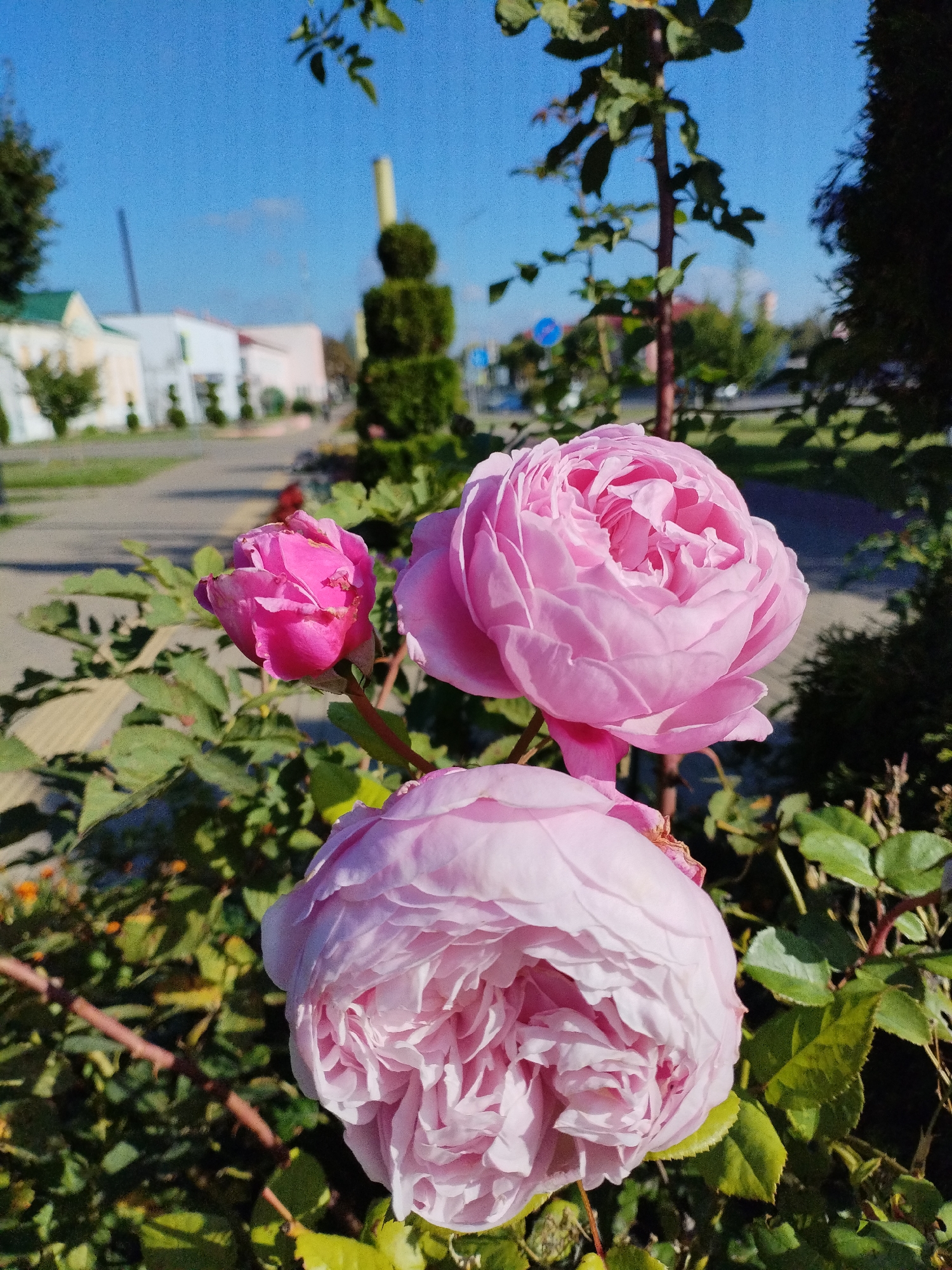 A close-up shot captures three pink roses in the foreground, with two fully bloomed and one budded. The roses are situated among green leaves and thorny branches. In the background, a tree with a conical topiary shape stands out, alongside buildings with white and pale yellow facades. The sky above is a clear, bright blue, and a paved area can be seen, suggesting a street or pathway. The scene appears to be in Bialynichy, Belarus.