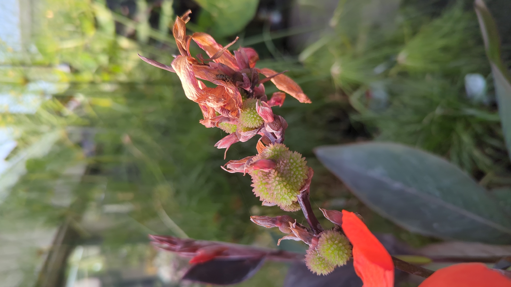 A close-up, shallow depth-of-field photograph captures a detail of a plant with spiky green seed pods and dried, orange petals in Laval, Canada. The plant is in focus, with its textured seed pods and wilting flowers occupying the center and right side of the frame. The background is a blur of green foliage and what appears to be a greenhouse structure with visible panes of glass, suggesting an indoor or protected environment. The lighting is bright, casting shadows and highlighting the details of the plant. There are no people or discernible actions within the image, focusing solely on the botanical subject and its immediate surroundings. The overall impression is one of natural decay and regeneration.