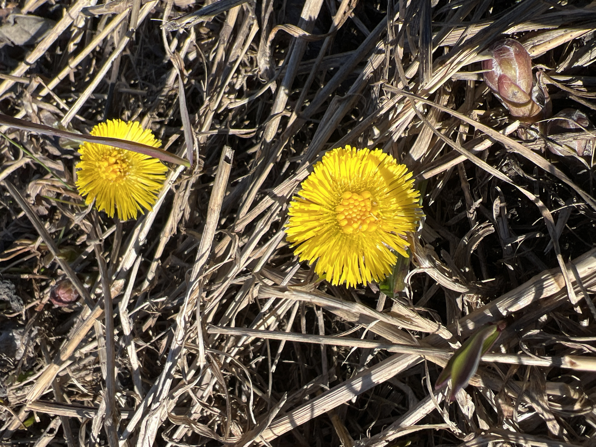 The image shows two yellow flowers of Tussilago farfara (coltsfoot) growing amidst dry, brown stems, likely remnants of last year's vegetation. One flower is in sharper focus than the other. Near the edge of the frame, a closed bud is also visible. The environment appears to be an open area with dry vegetation, suggesting early spring. Without additional context, it's impossible to definitively pinpoint the location in Saint Petersburg, Russia. However, based on the vegetation and common flowering periods of coltsfoot, it could be found in parks, fields, or along roadsides within the city or its surrounding areas.