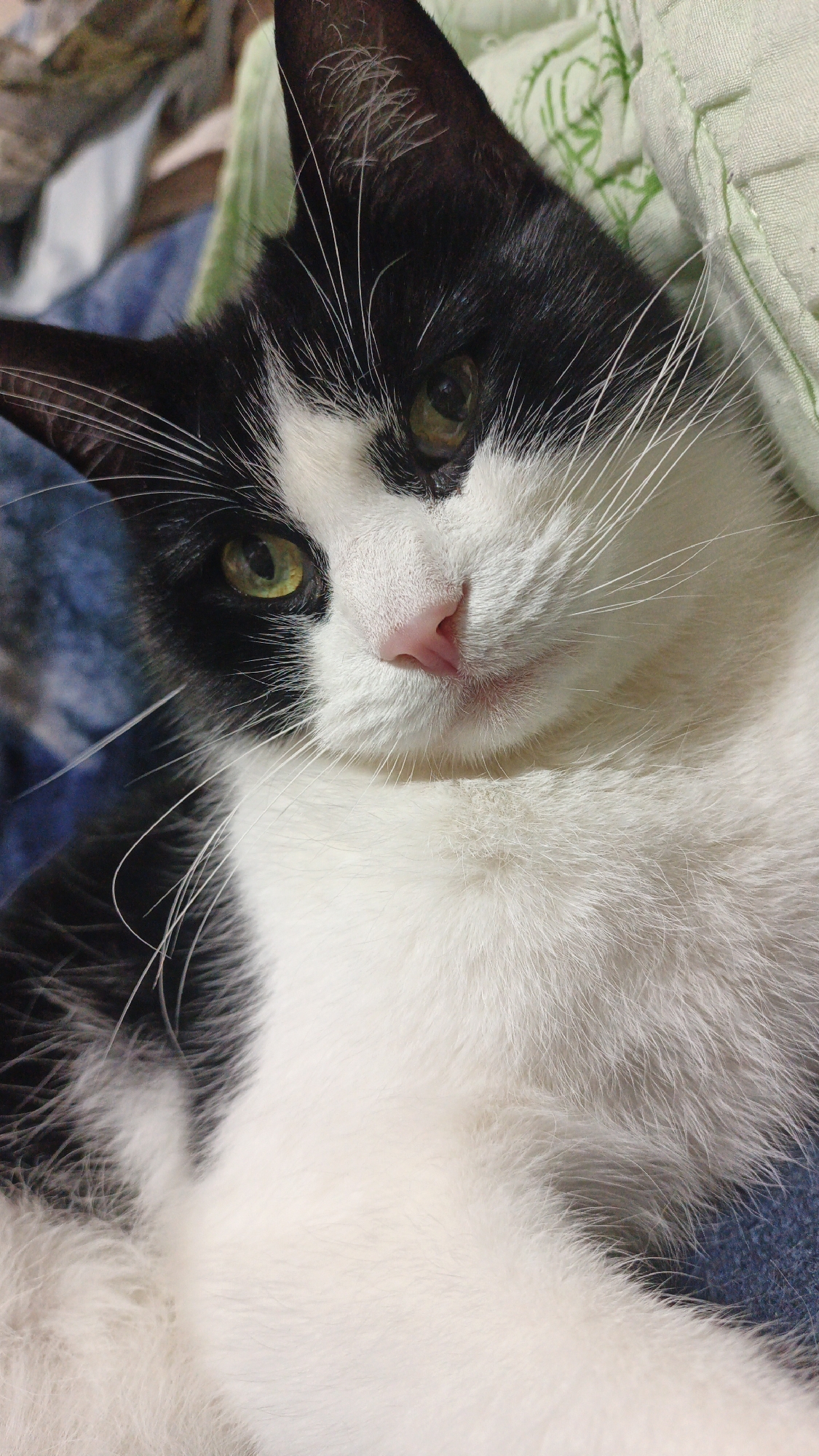 A close-up, eye-level shot shows a black and white cat lying down. The cat's head is tilted slightly, and its green eyes are looking towards the left. Its nose is pink, and its whiskers are prominent. The cat's fur is black on its head and ears, with white markings on its face and chest. The background is blurred, with hints of blue and green fabric, suggesting the cat is resting on a blanket or cushion. The image is well-lit, with the focus on the cat's face. The scene is indoors, likely in a residential setting. There are no people or other animals visible in the frame.
