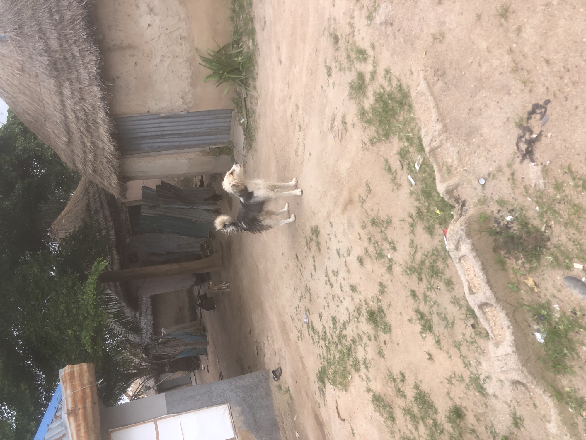 The image depicts an outdoor scene in a village setting, likely in Jalingo, Nigeria, characterized by traditional mud and thatch-roofed dwellings. In the foreground, a medium-sized dog with a mix of white, black, and brown fur stands on a dirt path, facing left and looking upwards. The dog's tail is bushy and erect. Behind the dog, another smaller dog is visible in the mid-ground, also facing left. The environment consists of a sandy, dirt ground with sparse patches of dry grass. Several circular structures with thatched roofs are present, some with corrugated metal doors. A partially visible building with a blue roof is on the left. The overall impression is one of a rural settlement with typical housing and animal presence.