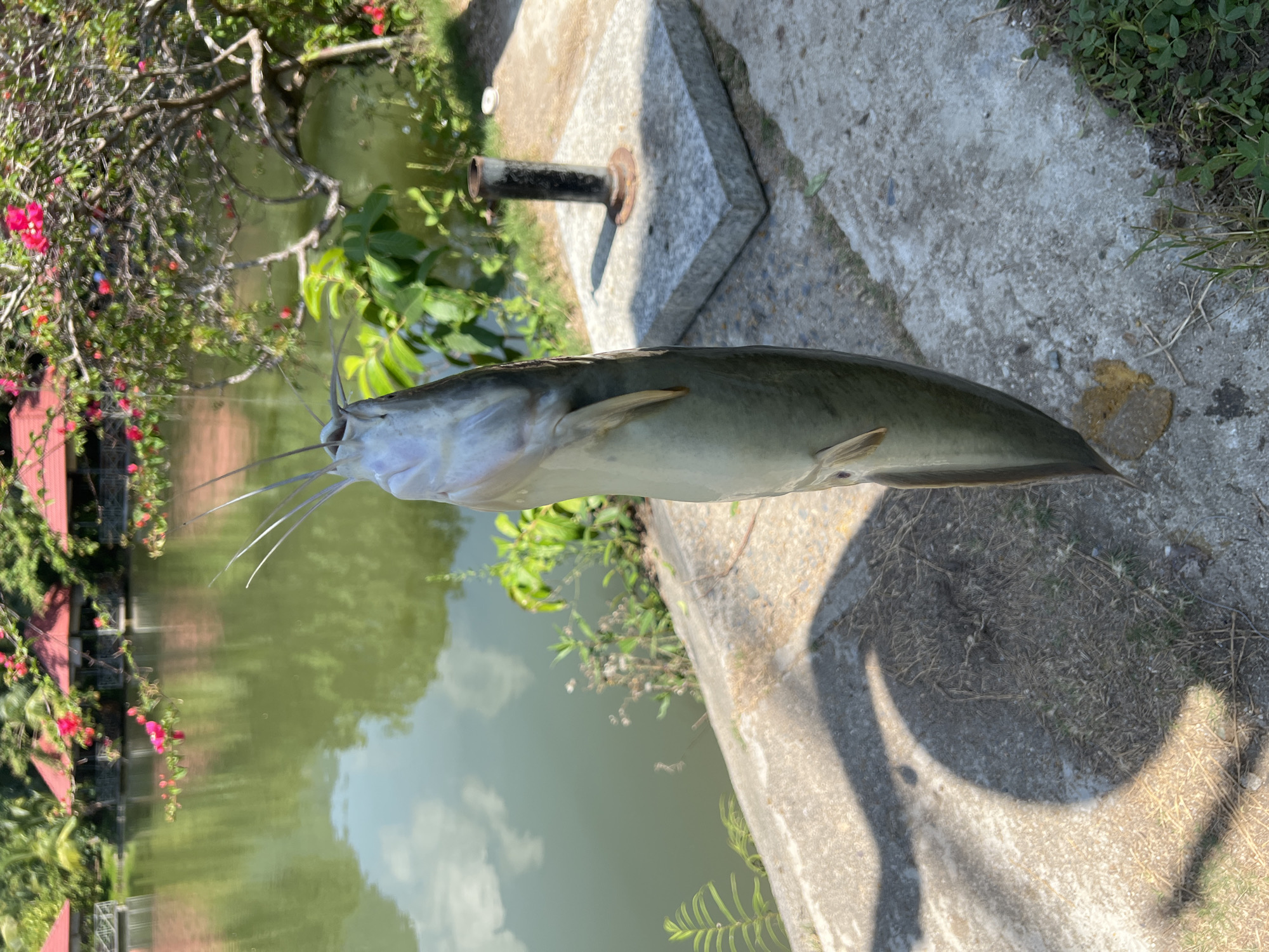 A dead catfish is held up by its mouth, hanging vertically, in the foreground. The fish is silver-grey with yellow fins and long barbels protruding from its mouth. Behind the fish, a body of water with reflections of clouds is visible, bordered by a concrete walkway and lush greenery. In the distance, several red-roofed structures can be seen alongside the water, hinting at a resort or park setting. The environment appears to be outdoors, possibly a fishing spot, with a concrete base and a metal post to the right of the fish. The lighting suggests it is daytime. The location is identified as Suối Tân, Vietnam.