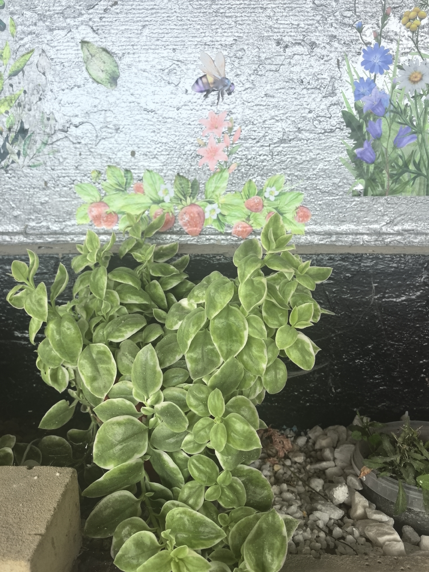 The image displays a close-up view of a potted plant with variegated green and white leaves, situated on a gravelly surface. Behind the plant, a textured silver wall serves as a backdrop, adorned with decorative stickers of strawberries, flowers, and a bee. The environment appears to be outdoors, with a dark, textured surface visible below the wall and in front of the gravel. To the left of the plant, a portion of a light-colored block is visible. The scene is static and does not depict any active human presence or interaction. The location is identified as Bolshoy Raznokol, Russia.