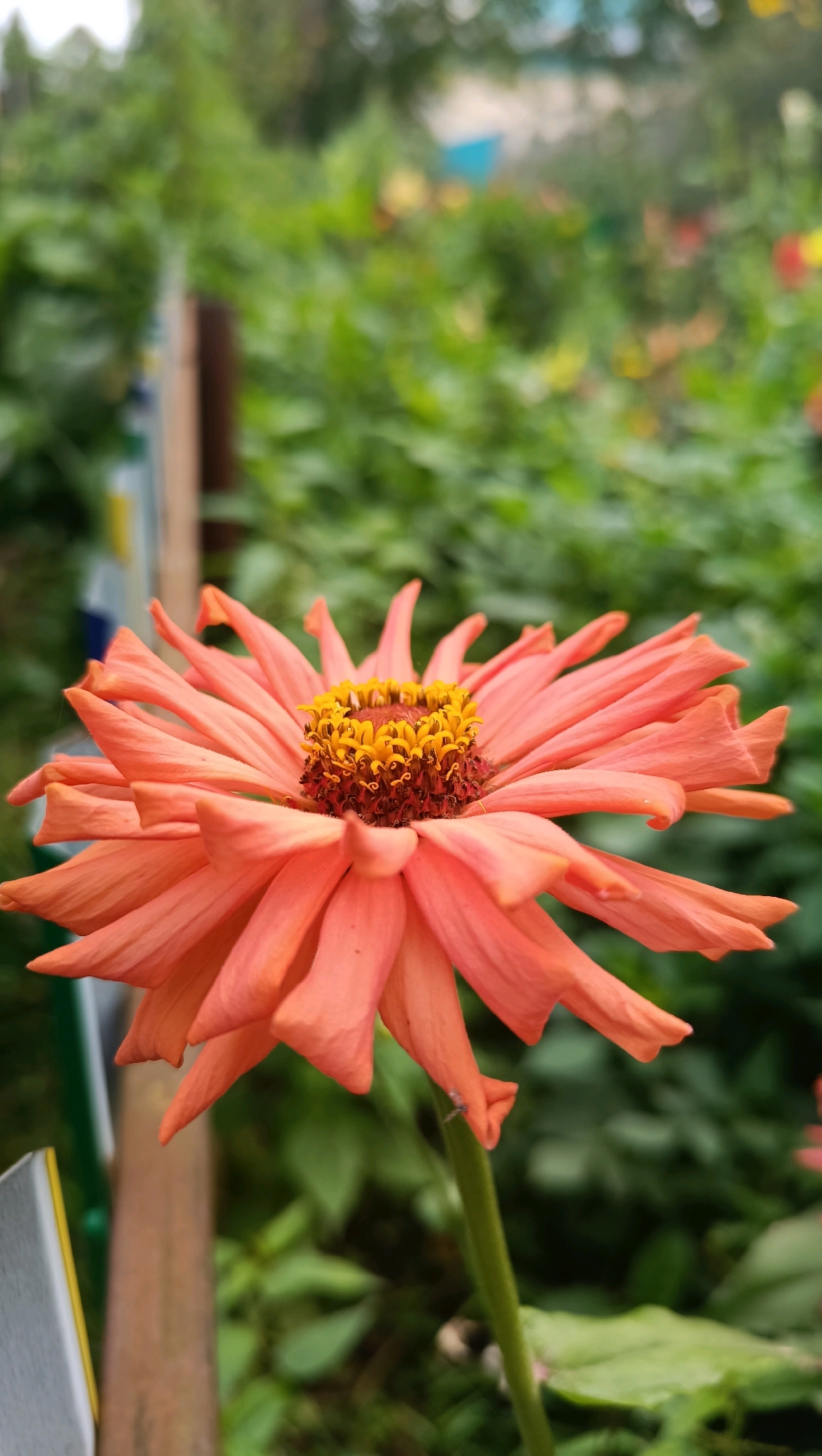 An extreme close-up shot focuses on a single, vibrant orange zinnia flower with a detailed view of its numerous petals and the yellow and brown center. The flower's stem is visible, extending downwards, and the background is softly blurred, showcasing a lush, green garden environment with hints of other colorful blooms and foliage. A wooden post and a white object with a yellow stripe are also present to the left of the frame, partially obscured by the flower. The image was taken in Karsha, Russia.