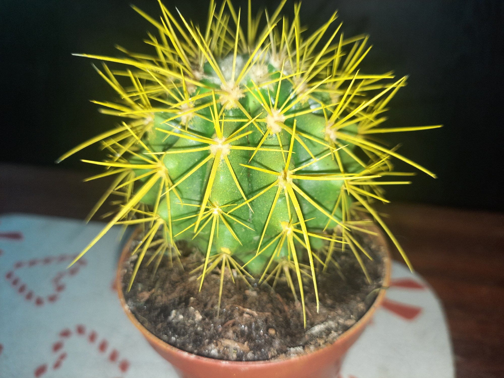 In Liubakhy, Ukraine, a close-up, high-angle shot captures a spherical, green cactus with bright yellow spines, planted in a small, terracotta pot. The pot sits on a surface adorned with a pattern of red heart shapes. The background is dark and out of focus, with a hint of a wooden surface visible on the right.